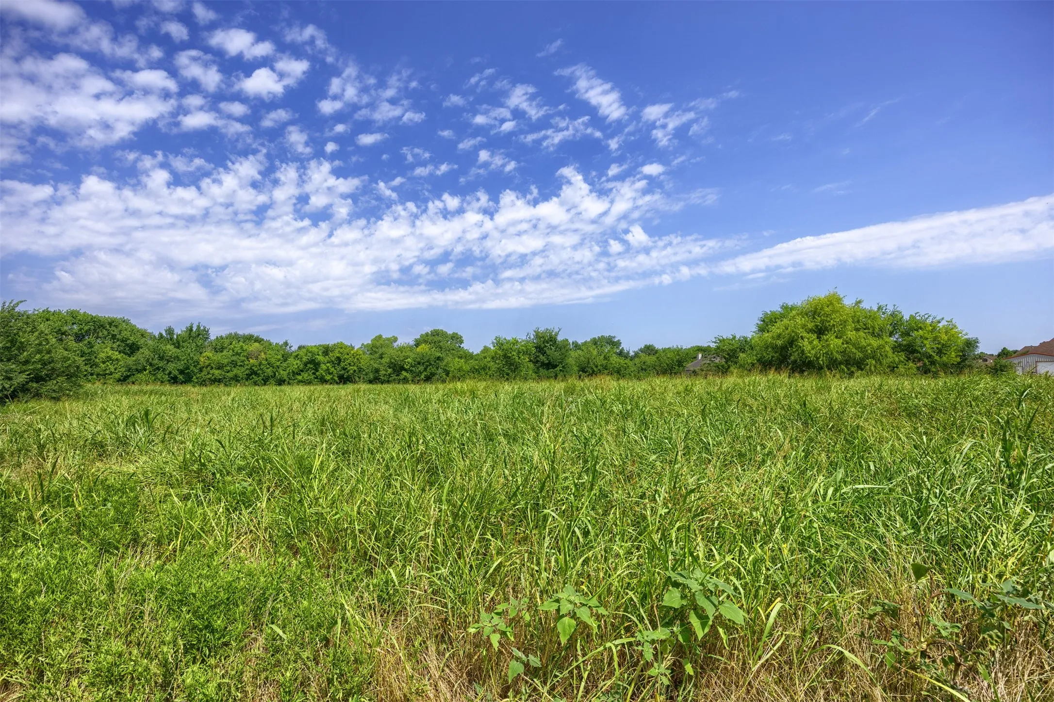 Expansive parcel featuring natural vegetation and a tree line at the rear property boundary