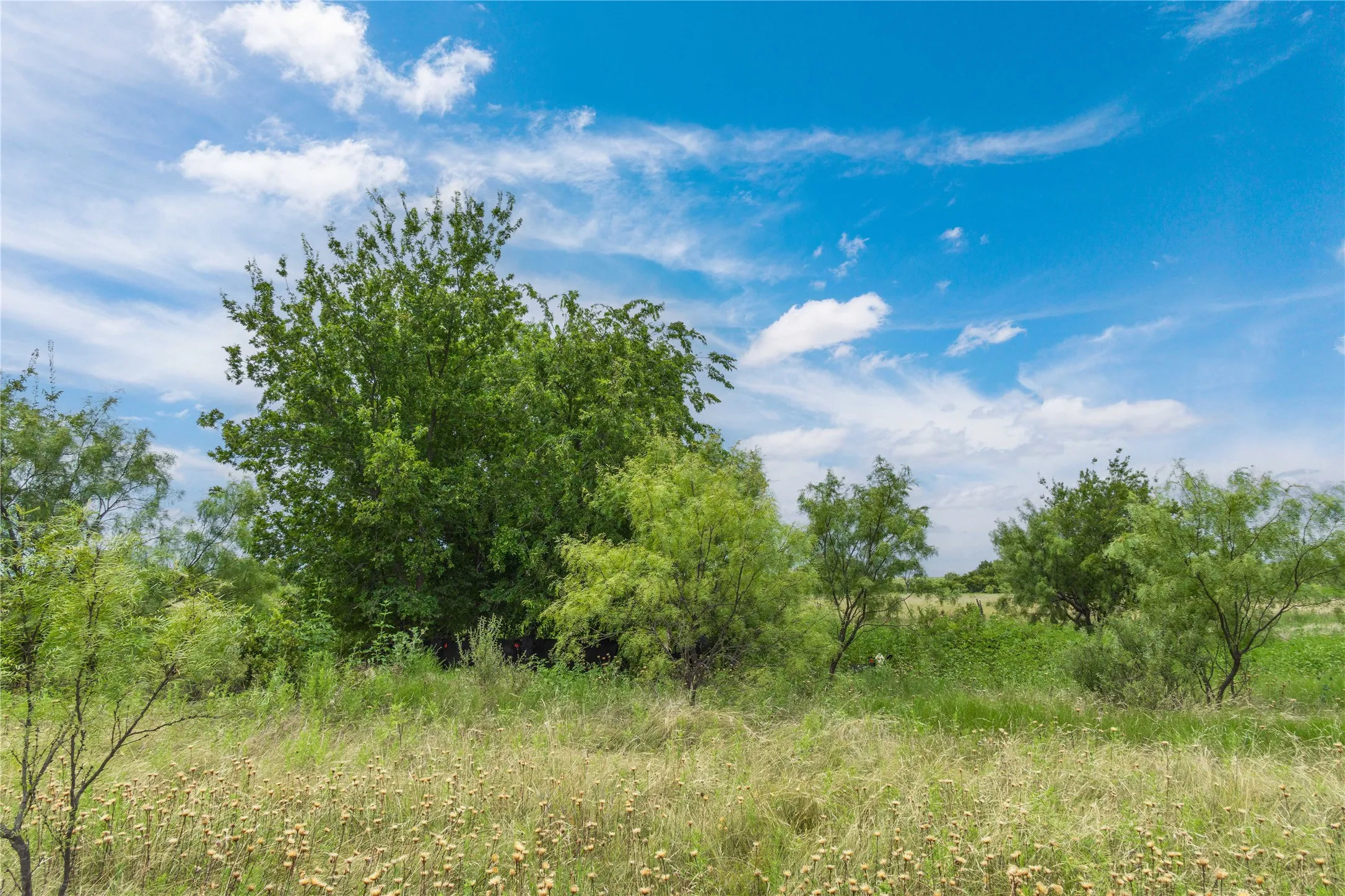 Expansive open land with mature trees and varied foliage under a bright blue sky