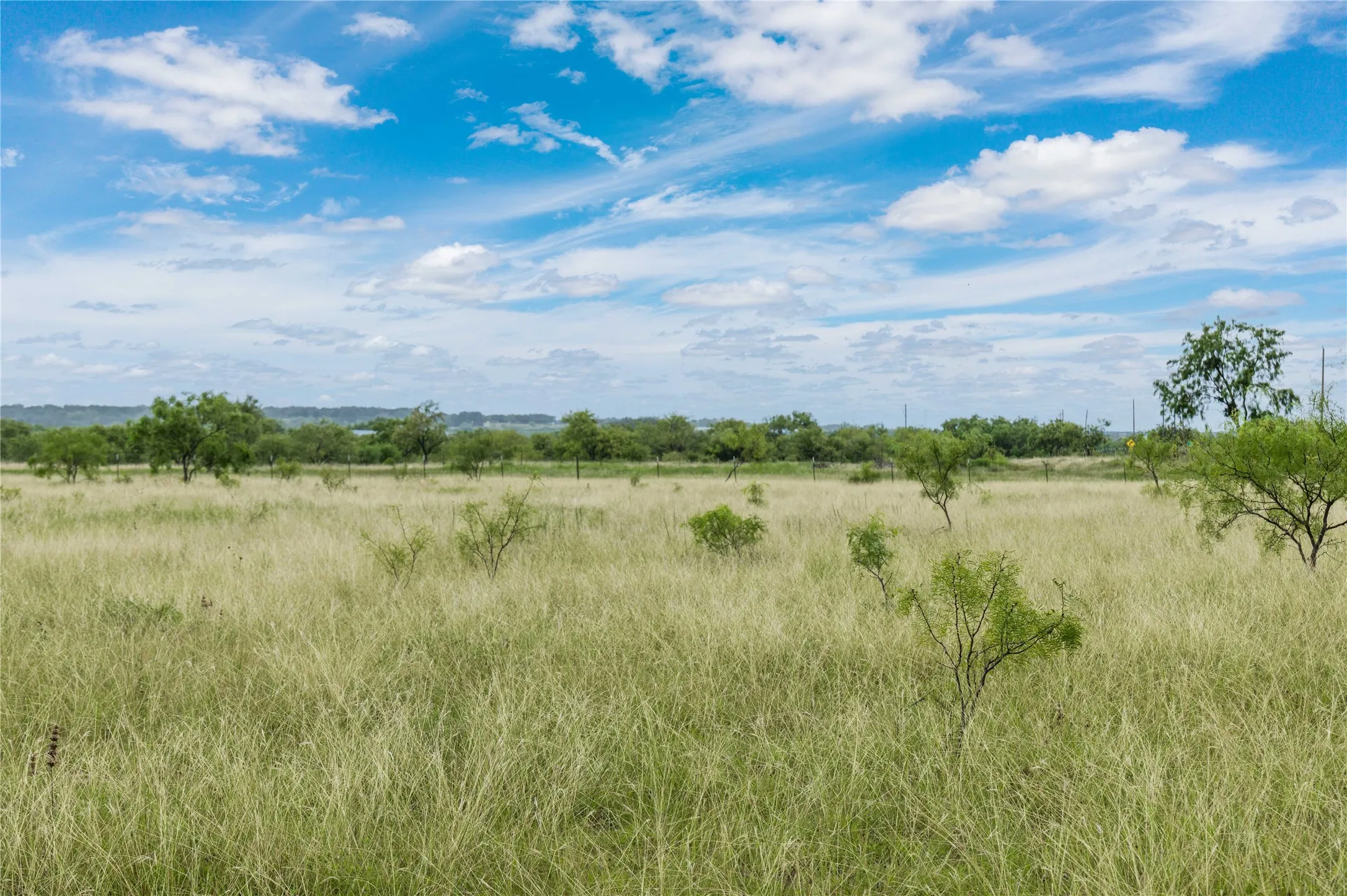 Expansive open grassland featuring scattered trees and a distant tree line