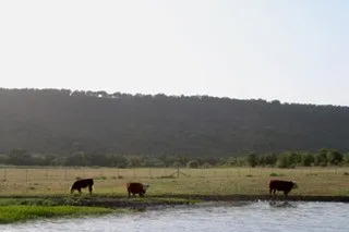 Unimproved Land For Sale in Palo Pinto County , 185 Beddo Bluff Court, Santo, Texas 76472, 0, 0, Garage spaces, 0 Sqft, built in 0, mls#21334475, Real Estate Agent in Santo, Homes For Sale in Palo Pinto county, Homes For Sale in Santo, Realtor in Santo Texas, Real Estate Brokerage Independent Realty Texas, Luminita Cordes Realtor