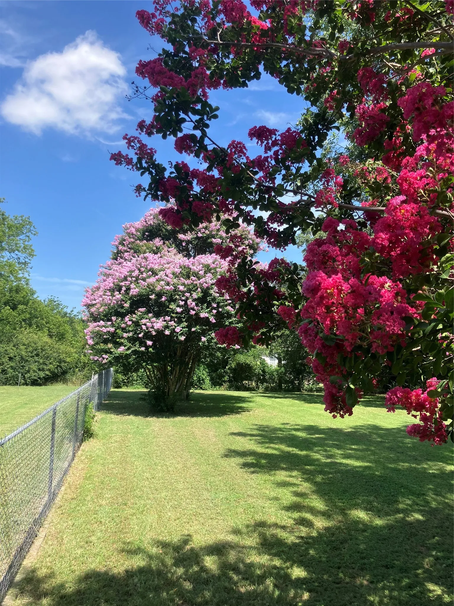 Crepe Myrtles in bloom