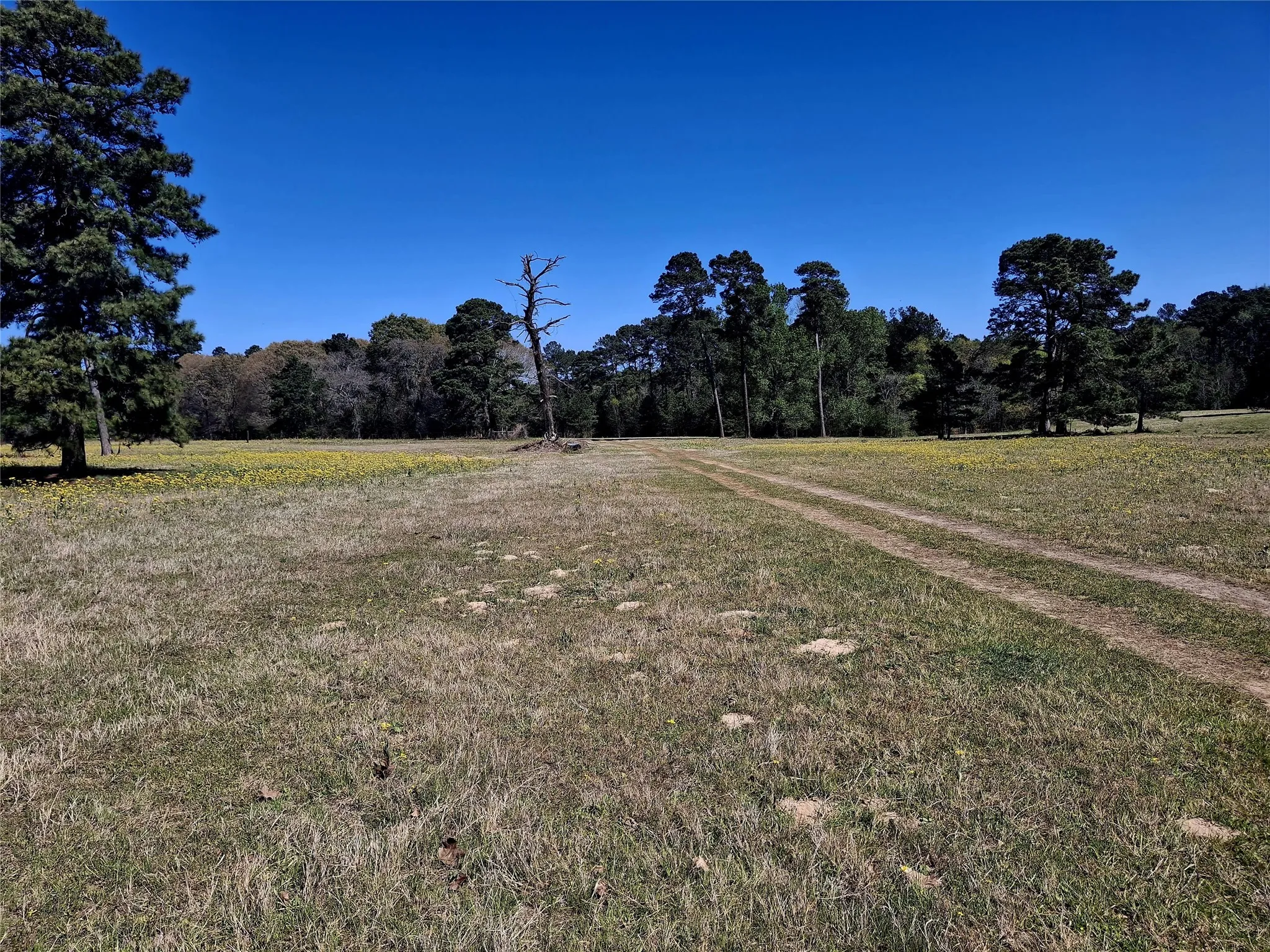 Improved Land For Sale in Cherokee County , 435 Fm 2064 N, Jacksonville, Texas 75766, 0, 0, Garage spaces, 0 Sqft, built in 0, Price $887,500, mls#21338204, Real Estate Agent in Jacksonville, Homes For Sale in Cherokee county, Homes For Sale in Jacksonville, Realtor in Jacksonville Texas, Real Estate Brokerage Independent Realty Texas, Luminita Cordes Realtor