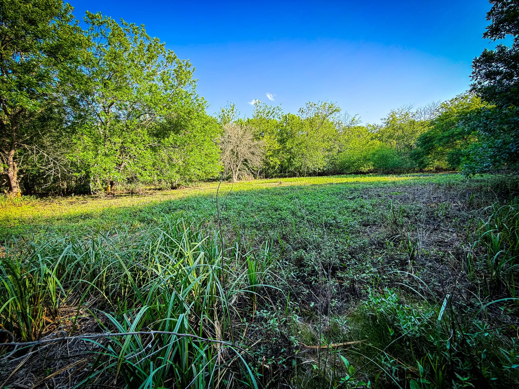 Unimproved Land For Sale in Ellis County , 775 Ten Mile, Ferris, Texas 75125, 0, 0, Garage spaces, 0 Sqft, built in 0, mls#21338229, Real Estate Agent in Ferris, Homes For Sale in Ellis county, Homes For Sale in Ferris, Realtor in Ferris Texas, Real Estate Brokerage Independent Realty Texas, Luminita Cordes Realtor