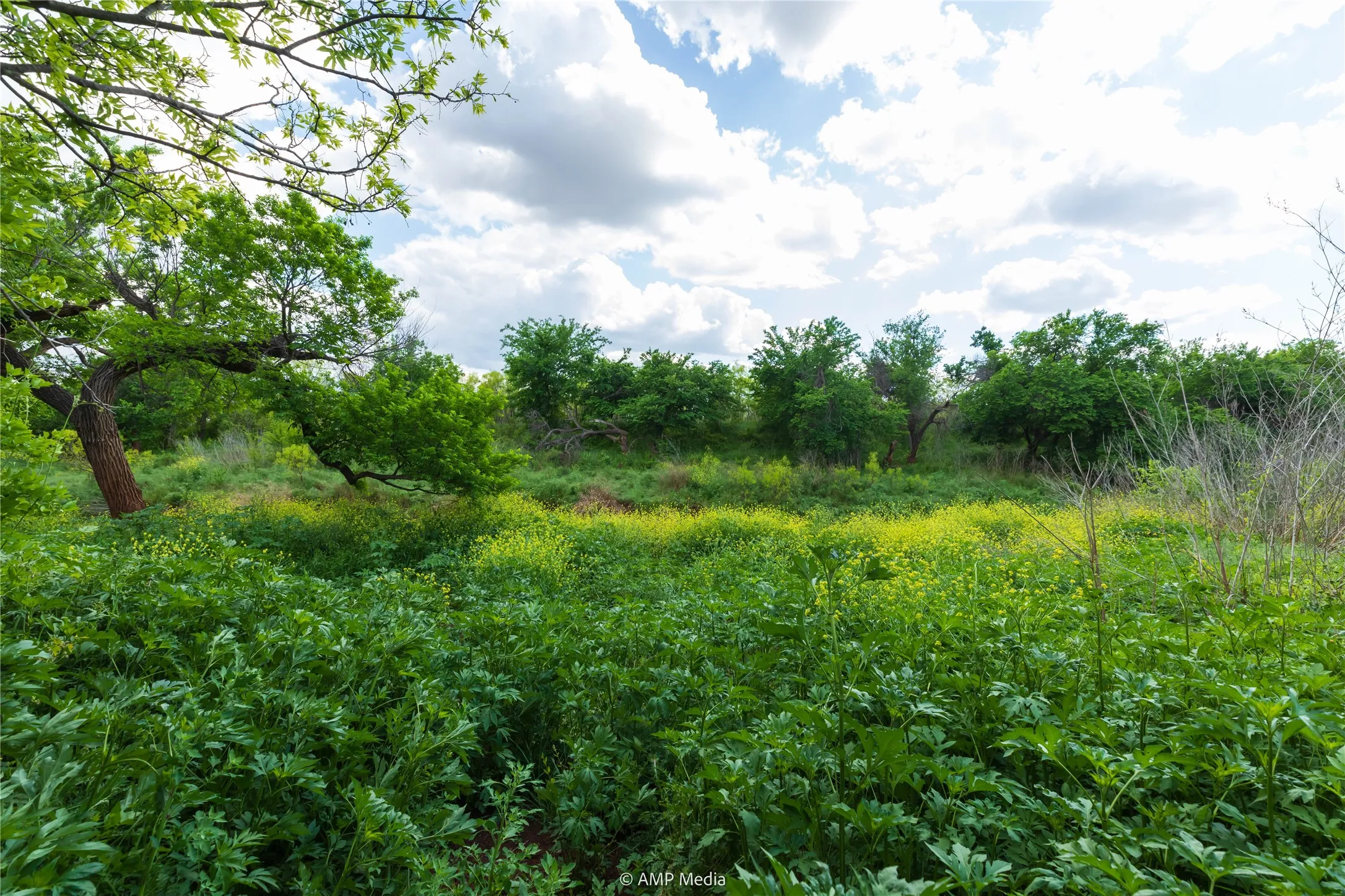 Unimproved Land For Sale in Jones County , LOT 1 TBD CR 327, Abilene, Texas 79601, 0, 0, Garage spaces, 0 Sqft, built in 0, Price $232,000, mls#21338309, Real Estate Agent in Abilene, Homes For Sale in Jones county, Homes For Sale in Abilene, Realtor in Abilene Texas, Real Estate Brokerage Independent Realty Texas, Luminita Cordes Realtor