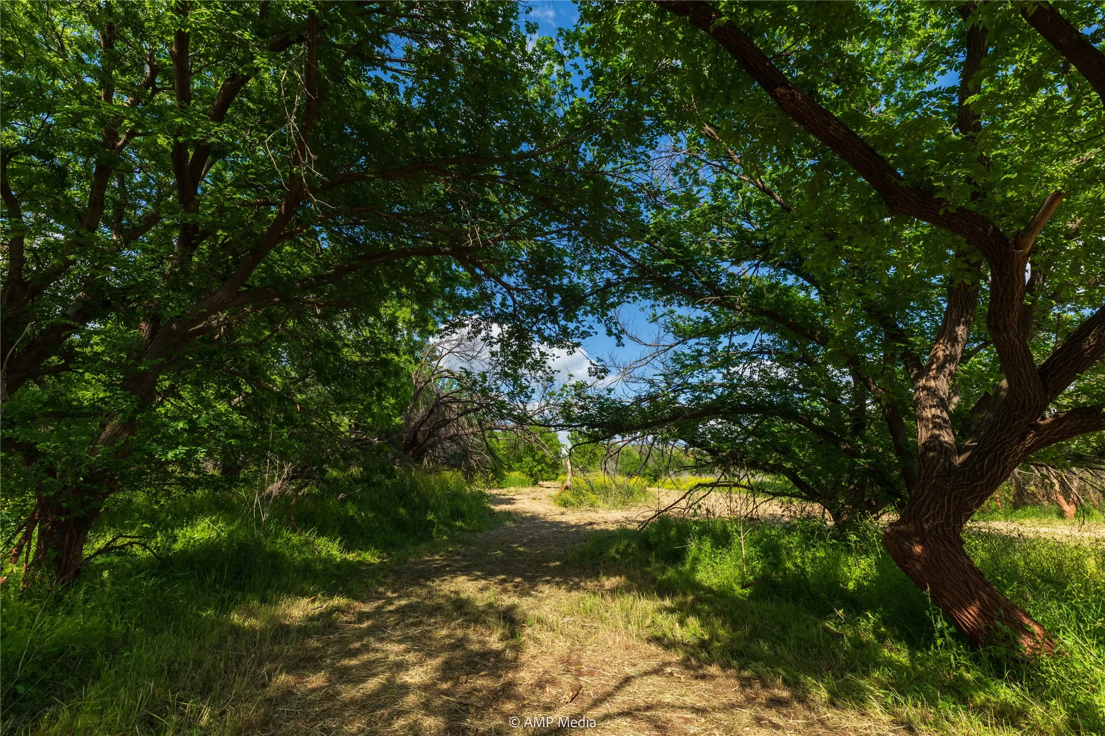 Unimproved Land For Sale in Jones County , LOT 3 TBD CR 327, Abilene, Texas 79601, 0, 0, Garage spaces, 0 Sqft, built in 0, Price $232,000, mls#21338318, Real Estate Agent in Abilene, Homes For Sale in Jones county, Homes For Sale in Abilene, Realtor in Abilene Texas, Real Estate Brokerage Independent Realty Texas, Luminita Cordes Realtor