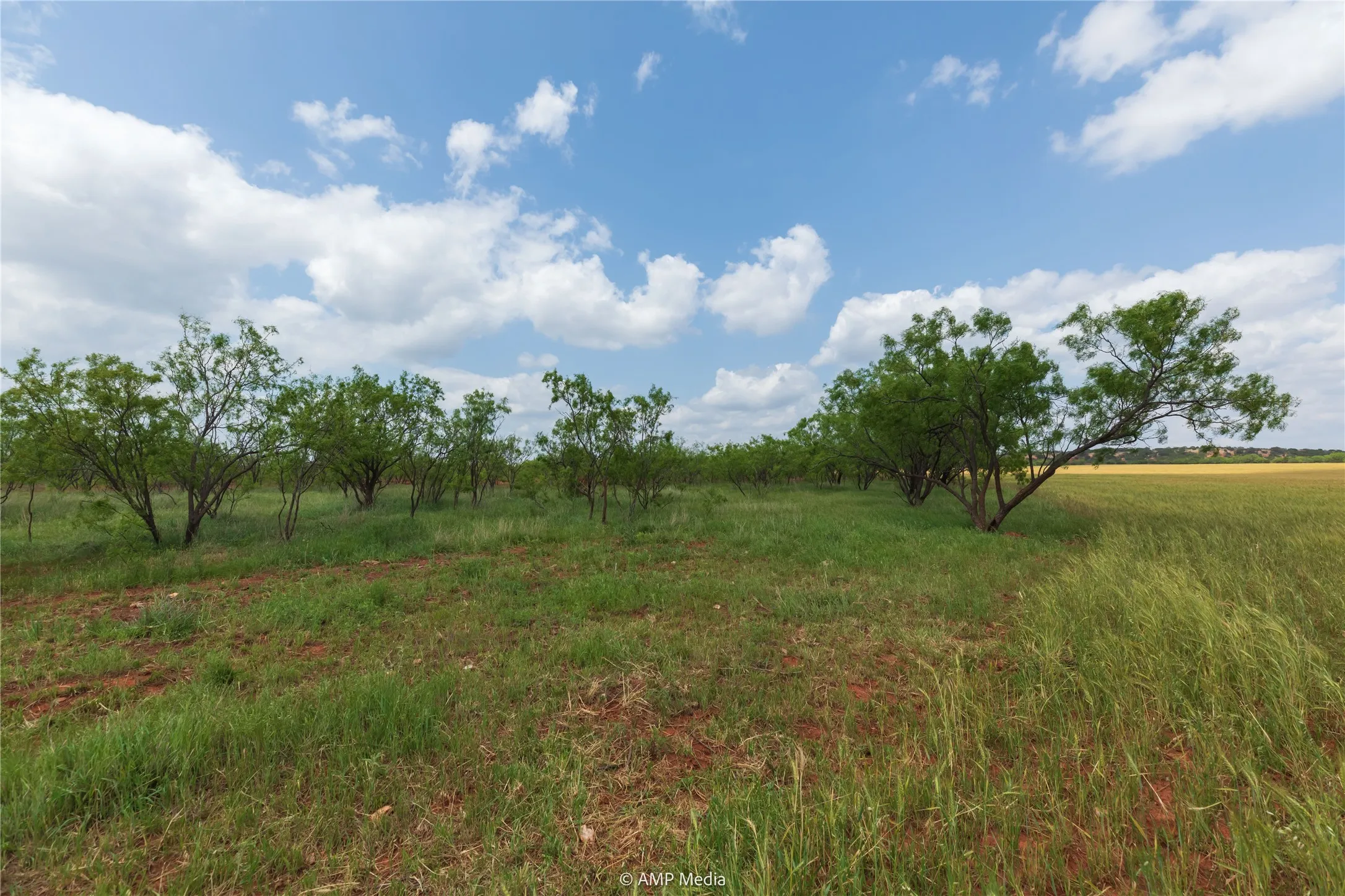 Ranch For Sale in Taylor County , 1598 FM 1086, Winters, Texas 79567, 0, 0, Garage spaces, 0 Sqft, built in 0, Price $599,000, mls#21338332, Real Estate Agent in Winters, Homes For Sale in Taylor county, Homes For Sale in Winters, Realtor in Winters Texas, Real Estate Brokerage Independent Realty Texas, Luminita Cordes Realtor
