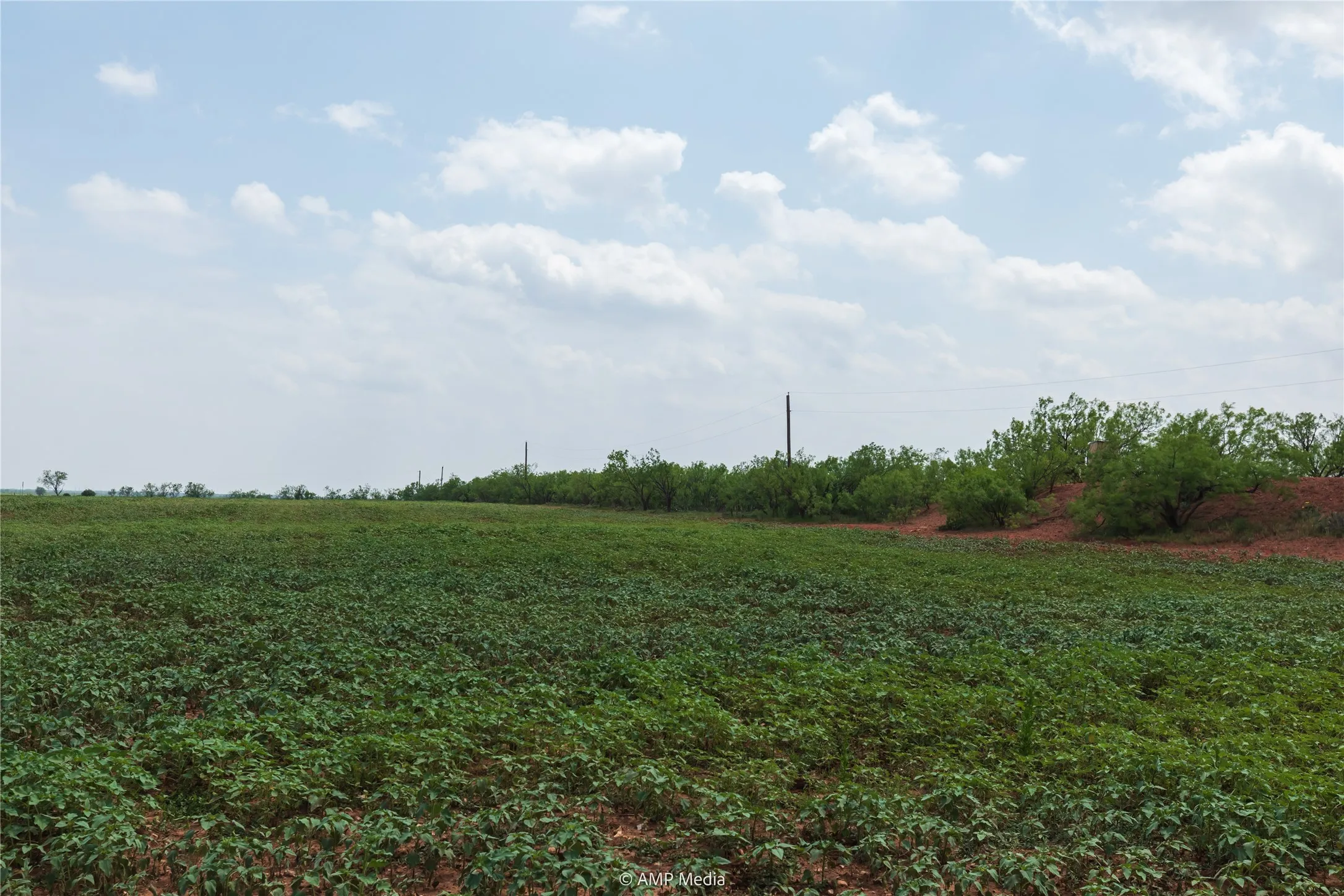 Ranch For Sale in Taylor County , 1598 FM 1086, Winters, Texas 79567, 0, 0, Garage spaces, 0 Sqft, built in 0, Price $599,000, mls#21338332, Real Estate Agent in Winters, Homes For Sale in Taylor county, Homes For Sale in Winters, Realtor in Winters Texas, Real Estate Brokerage Independent Realty Texas, Luminita Cordes Realtor