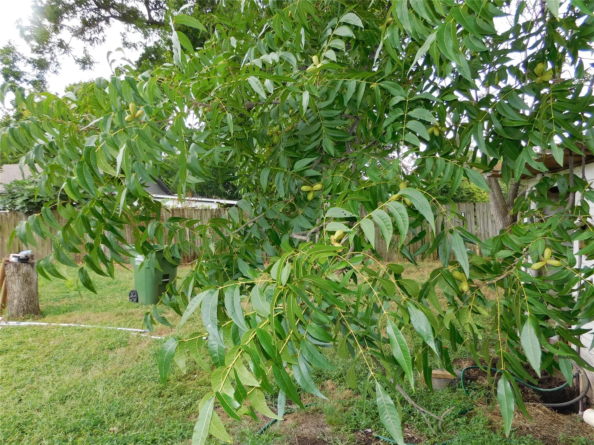 pecan tree in back yard is loaded