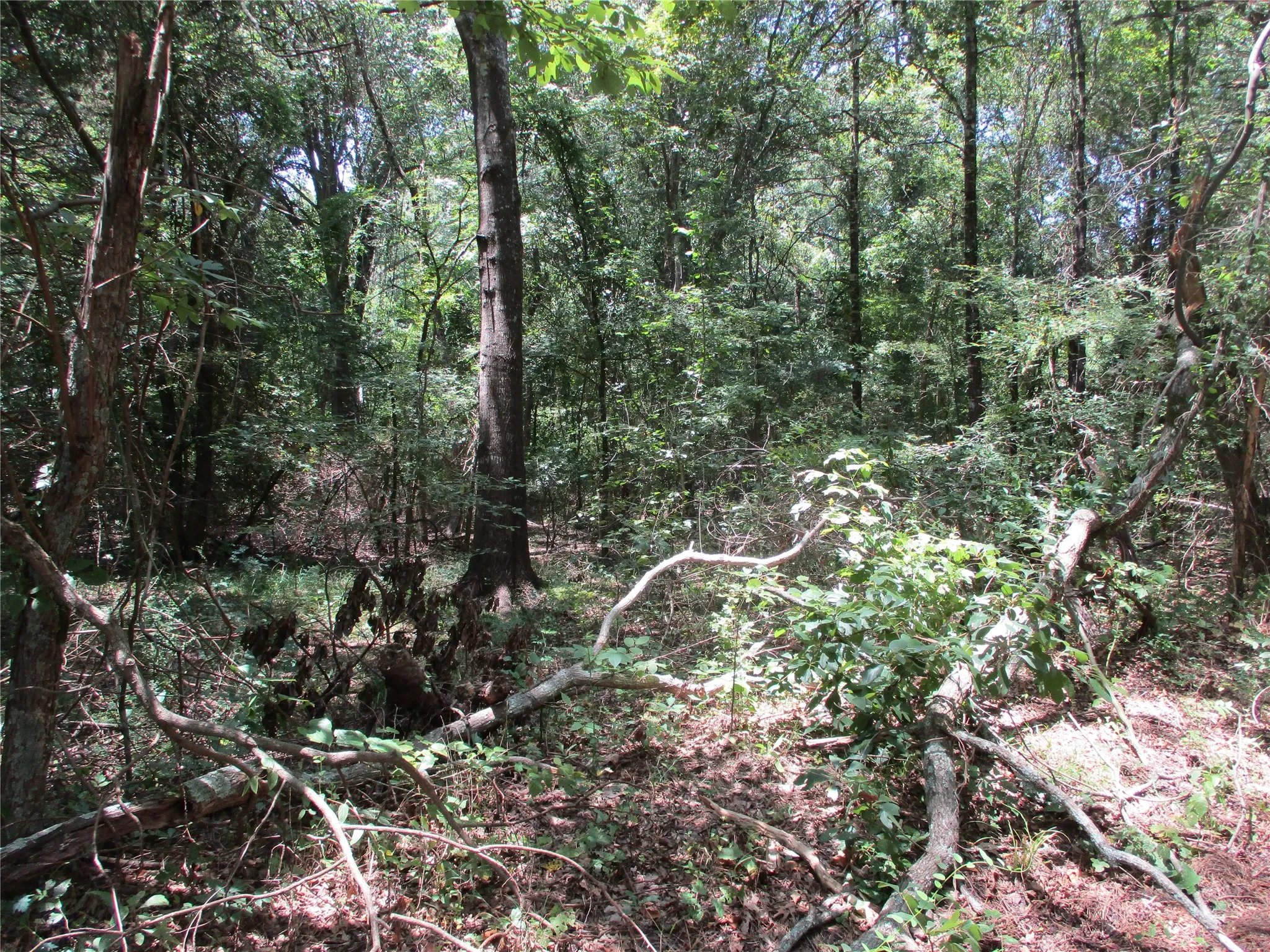 Unimproved Land For Sale in Rains County , 517 Rains County Road 1275, Emory, Texas 75440, 0, 0, Garage spaces, 0 Sqft, built in 0, mls#21338422, Real Estate Agent in Emory, Homes For Sale in Rains county, Homes For Sale in Emory, Realtor in Emory Texas, Real Estate Brokerage Independent Realty Texas, Luminita Cordes Realtor