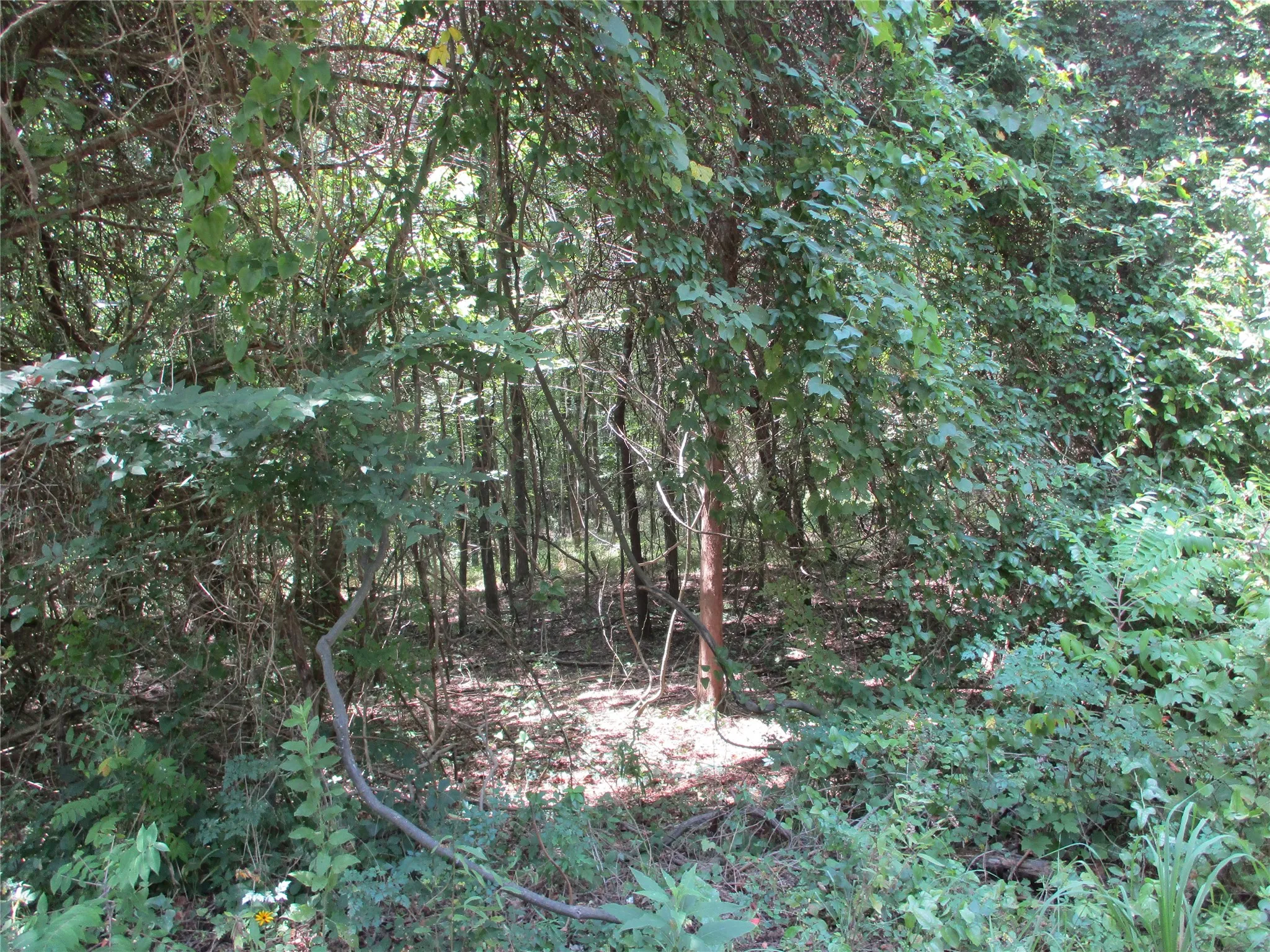 Unimproved Land For Sale in Rains County , 517 Rains County Road 1275, Emory, Texas 75440, 0, 0, Garage spaces, 0 Sqft, built in 0, mls#21338422, Real Estate Agent in Emory, Homes For Sale in Rains county, Homes For Sale in Emory, Realtor in Emory Texas, Real Estate Brokerage Independent Realty Texas, Luminita Cordes Realtor