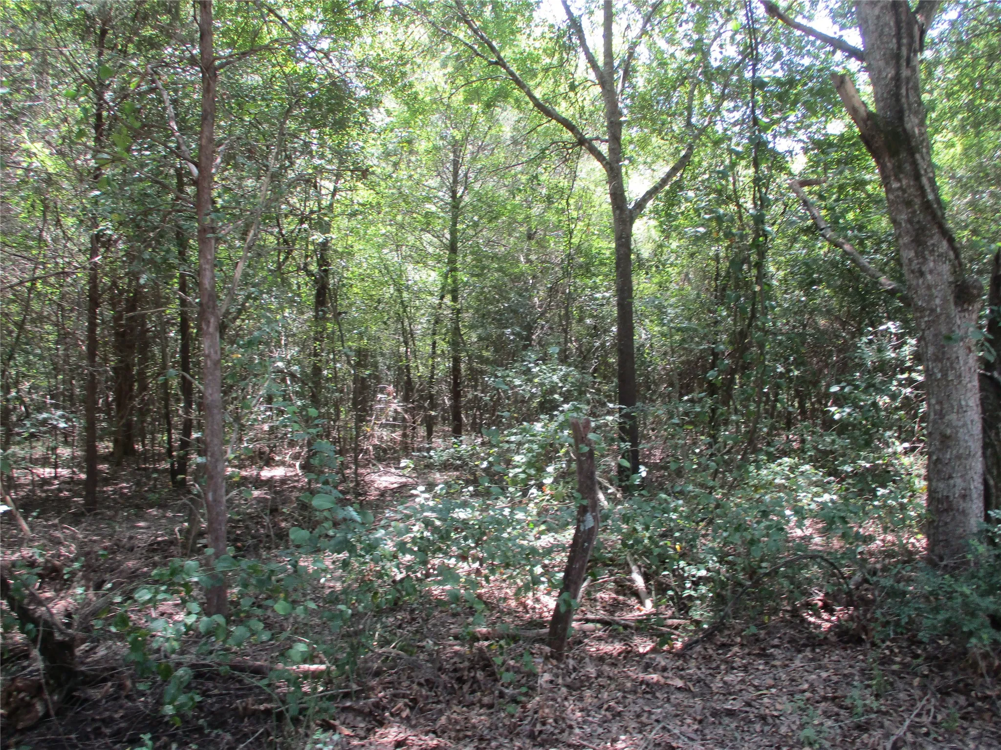 Unimproved Land For Sale in Rains County , 517 Rains County Road 1275, Emory, Texas 75440, 0, 0, Garage spaces, 0 Sqft, built in 0, mls#21338422, Real Estate Agent in Emory, Homes For Sale in Rains county, Homes For Sale in Emory, Realtor in Emory Texas, Real Estate Brokerage Independent Realty Texas, Luminita Cordes Realtor