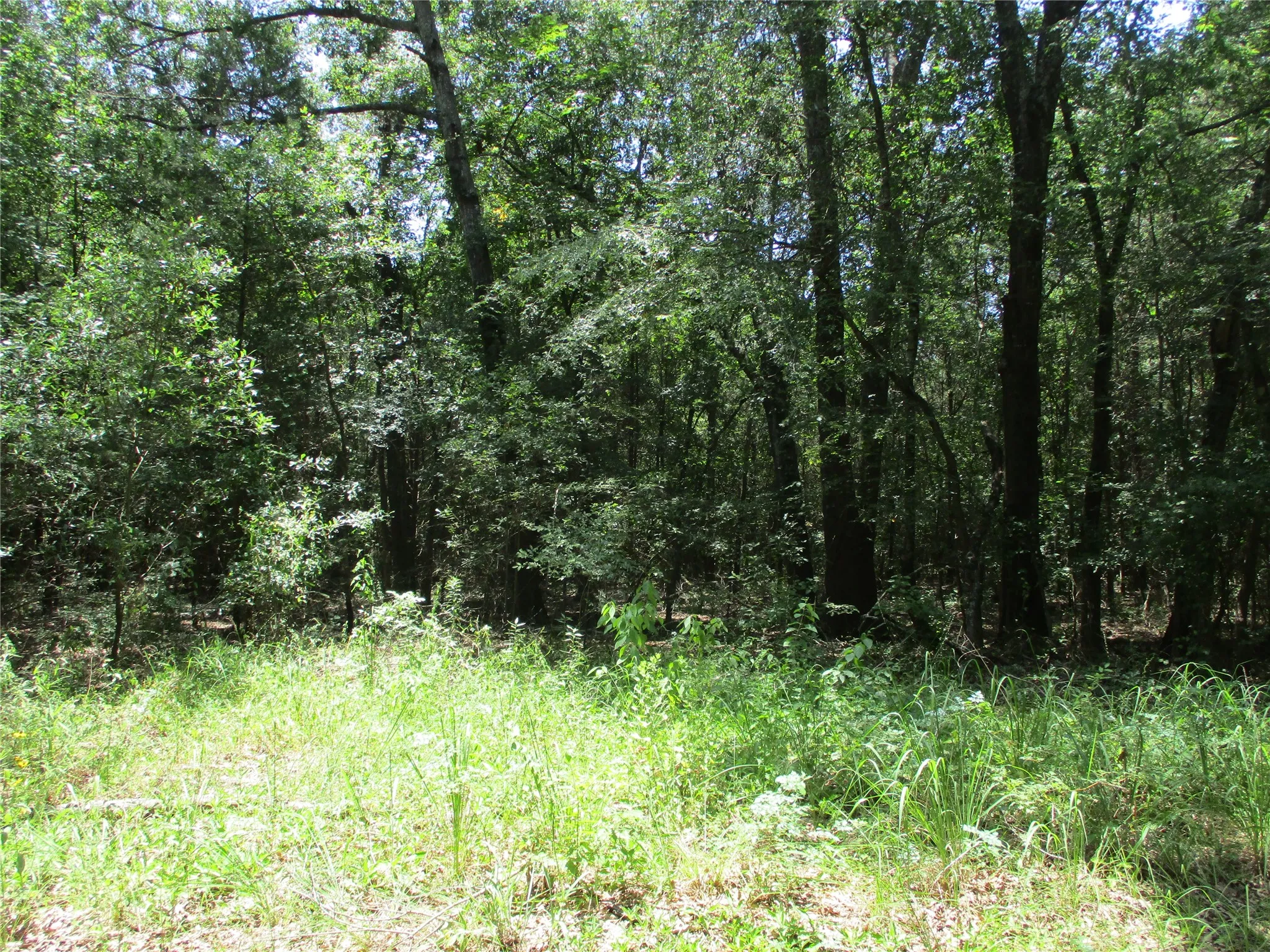 Unimproved Land For Sale in Rains County , 517 Rains County Road 1275, Emory, Texas 75440, 0, 0, Garage spaces, 0 Sqft, built in 0, mls#21338422, Real Estate Agent in Emory, Homes For Sale in Rains county, Homes For Sale in Emory, Realtor in Emory Texas, Real Estate Brokerage Independent Realty Texas, Luminita Cordes Realtor