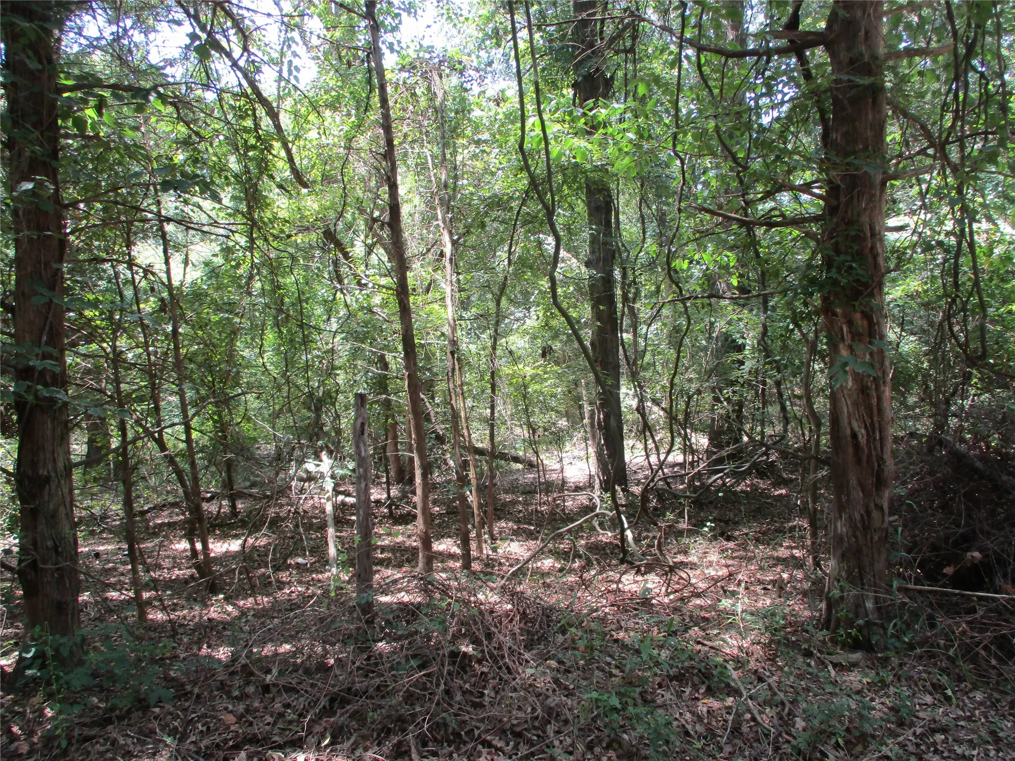 Unimproved Land For Sale in Rains County , 517 Rains County Road 1275, Emory, Texas 75440, 0, 0, Garage spaces, 0 Sqft, built in 0, mls#21338422, Real Estate Agent in Emory, Homes For Sale in Rains county, Homes For Sale in Emory, Realtor in Emory Texas, Real Estate Brokerage Independent Realty Texas, Luminita Cordes Realtor