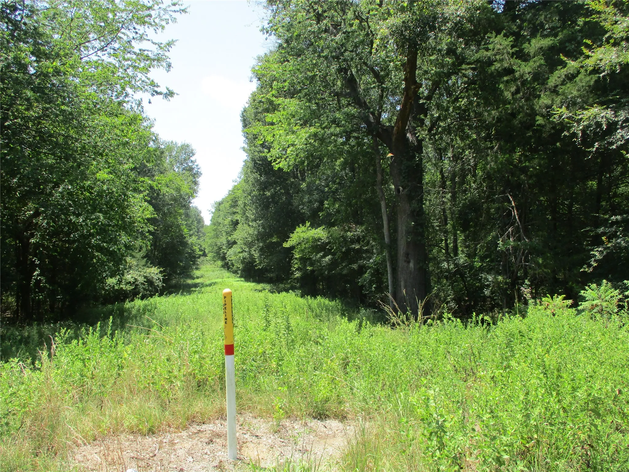 Unimproved Land For Sale in Rains County , 517 Rains County Road 1275, Emory, Texas 75440, 0, 0, Garage spaces, 0 Sqft, built in 0, mls#21338422, Real Estate Agent in Emory, Homes For Sale in Rains county, Homes For Sale in Emory, Realtor in Emory Texas, Real Estate Brokerage Independent Realty Texas, Luminita Cordes Realtor