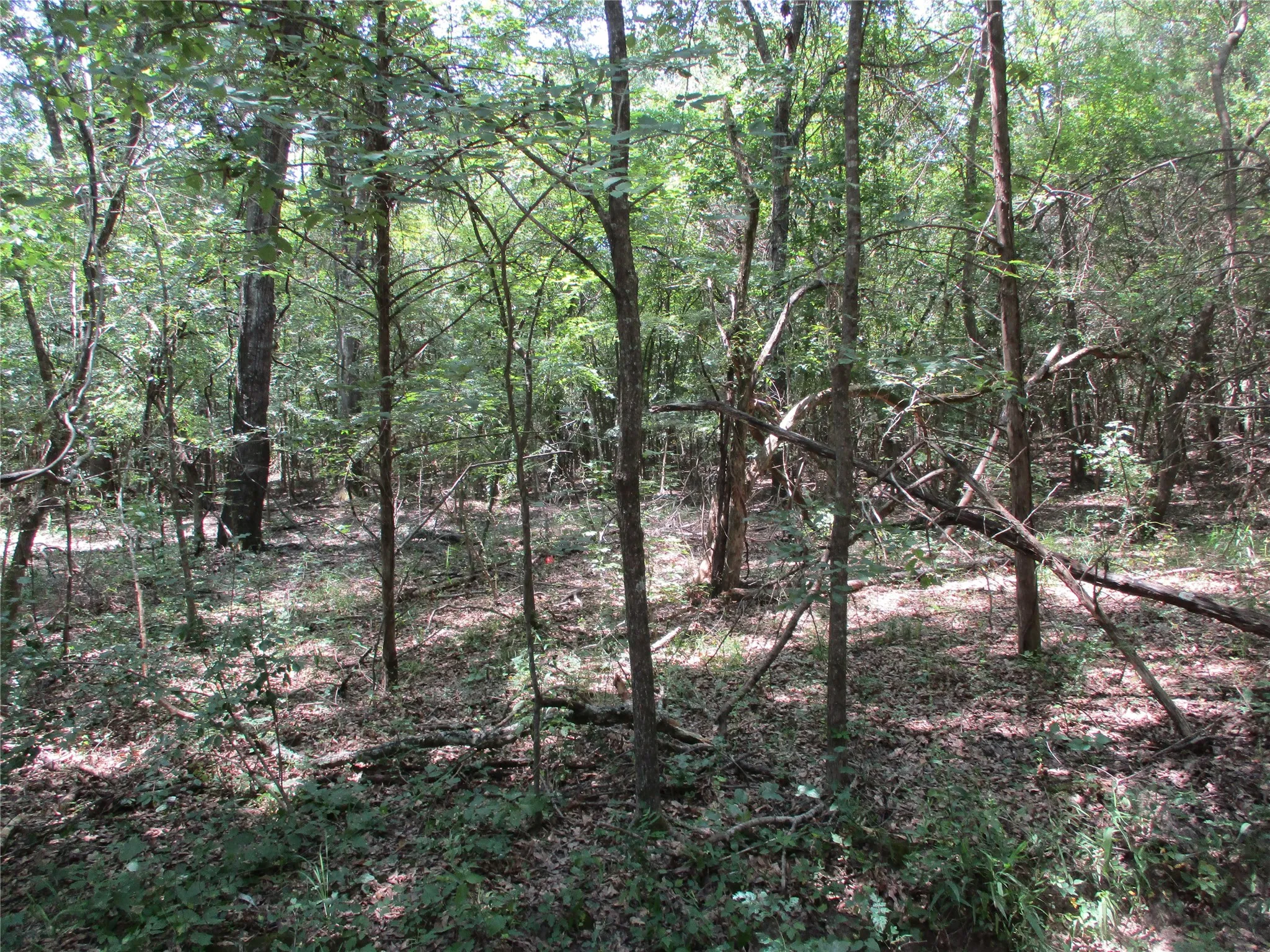 Unimproved Land For Sale in Rains County , 517 Rains County Road 1275, Emory, Texas 75440, 0, 0, Garage spaces, 0 Sqft, built in 0, mls#21338422, Real Estate Agent in Emory, Homes For Sale in Rains county, Homes For Sale in Emory, Realtor in Emory Texas, Real Estate Brokerage Independent Realty Texas, Luminita Cordes Realtor