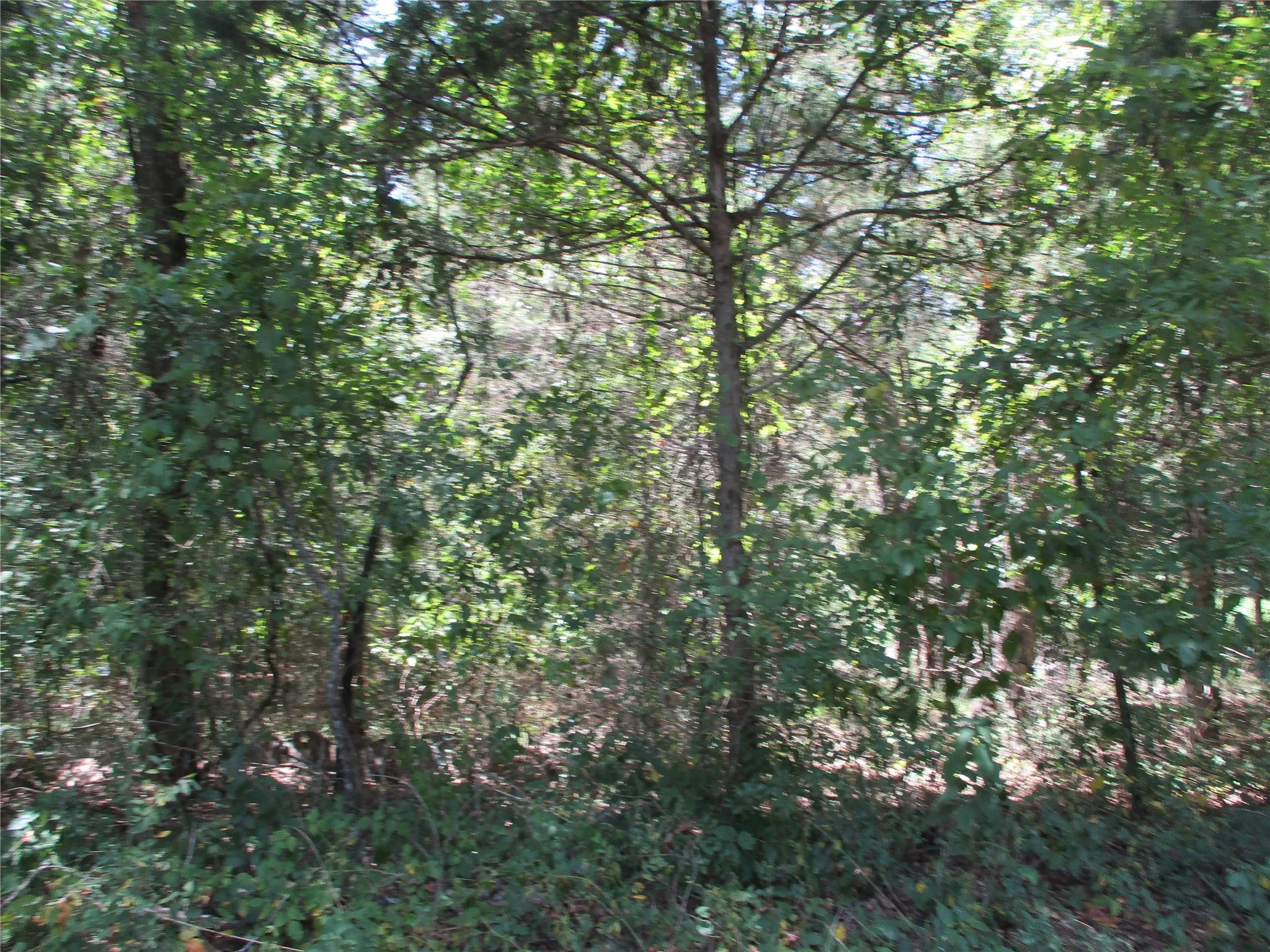 Unimproved Land For Sale in Rains County , 517 Rains County Road 1275, Emory, Texas 75440, 0, 0, Garage spaces, 0 Sqft, built in 0, mls#21338422, Real Estate Agent in Emory, Homes For Sale in Rains county, Homes For Sale in Emory, Realtor in Emory Texas, Real Estate Brokerage Independent Realty Texas, Luminita Cordes Realtor