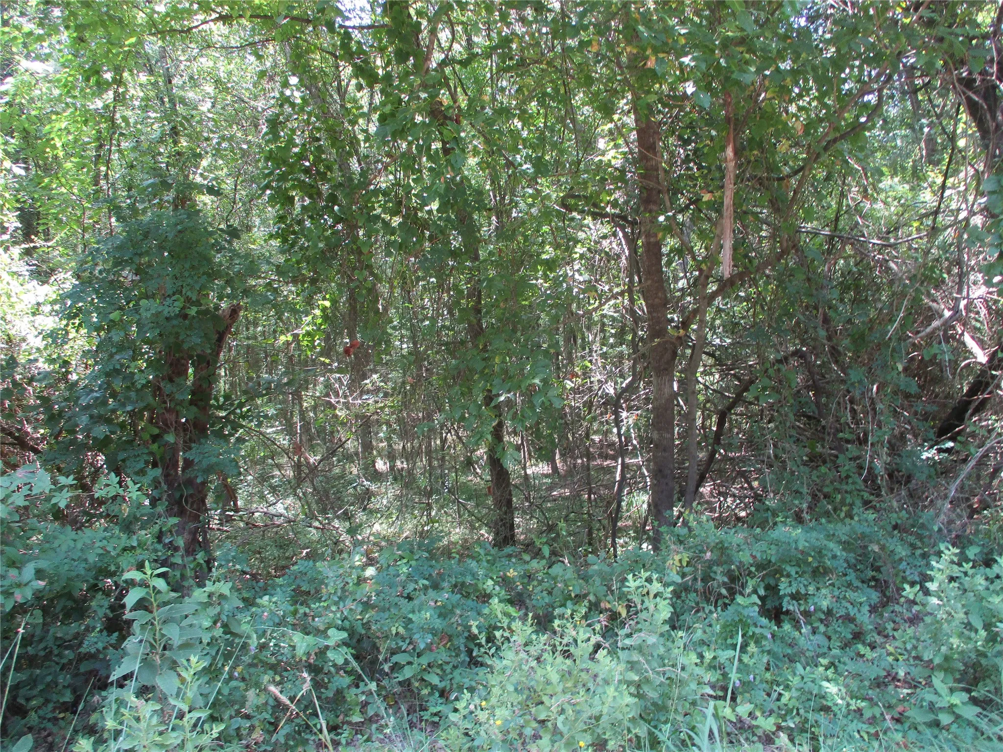 Unimproved Land For Sale in Rains County , 517 Rains County Road 1275, Emory, Texas 75440, 0, 0, Garage spaces, 0 Sqft, built in 0, mls#21338422, Real Estate Agent in Emory, Homes For Sale in Rains county, Homes For Sale in Emory, Realtor in Emory Texas, Real Estate Brokerage Independent Realty Texas, Luminita Cordes Realtor