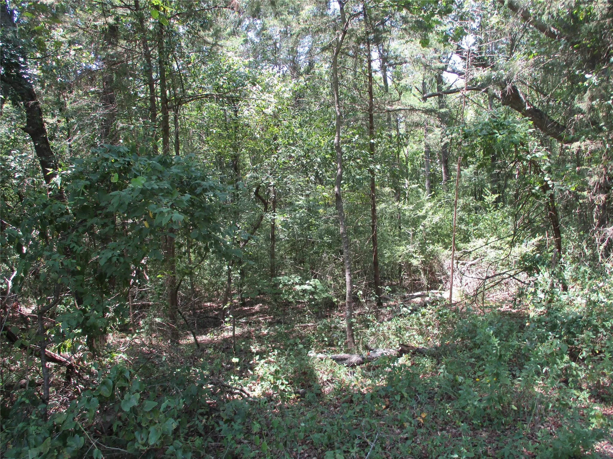 Unimproved Land For Sale in Rains County , 517 Rains County Road 1275, Emory, Texas 75440, 0, 0, Garage spaces, 0 Sqft, built in 0, mls#21338422, Real Estate Agent in Emory, Homes For Sale in Rains county, Homes For Sale in Emory, Realtor in Emory Texas, Real Estate Brokerage Independent Realty Texas, Luminita Cordes Realtor