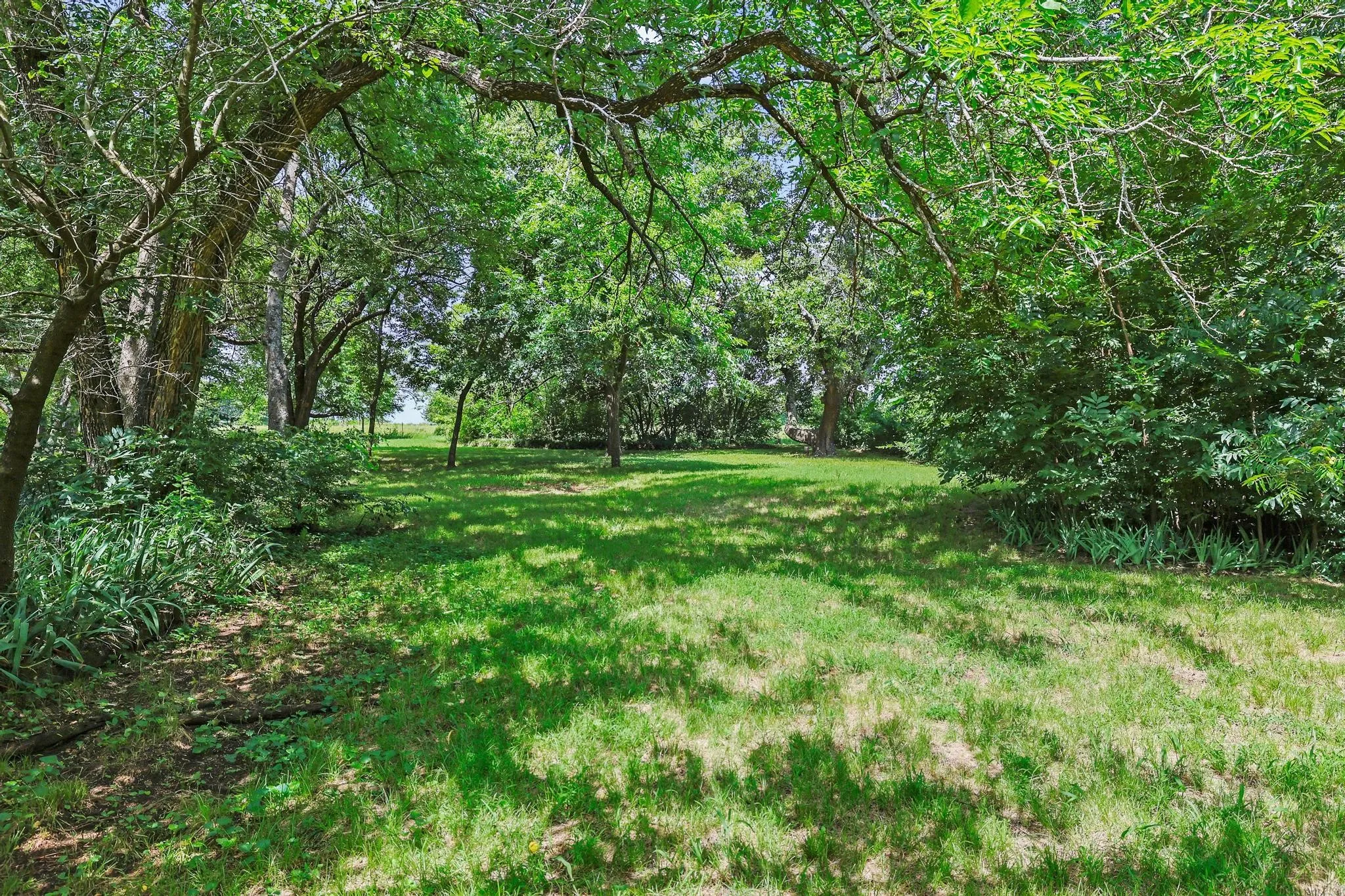 Relaxing green space featuring a natural tree canopy, dappled sunlight, a grassy lawn, and varied foliage