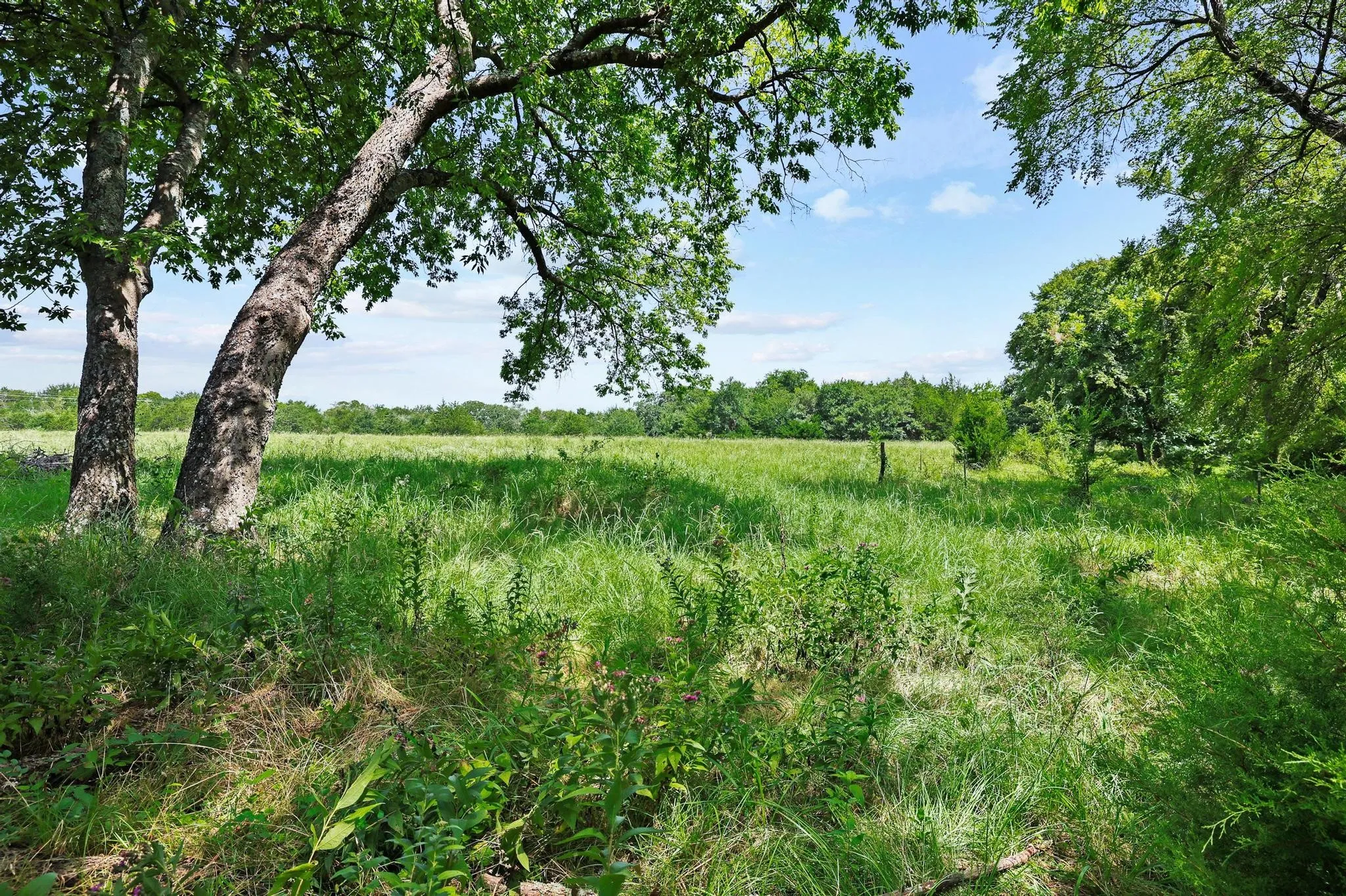 Rich green pasture
