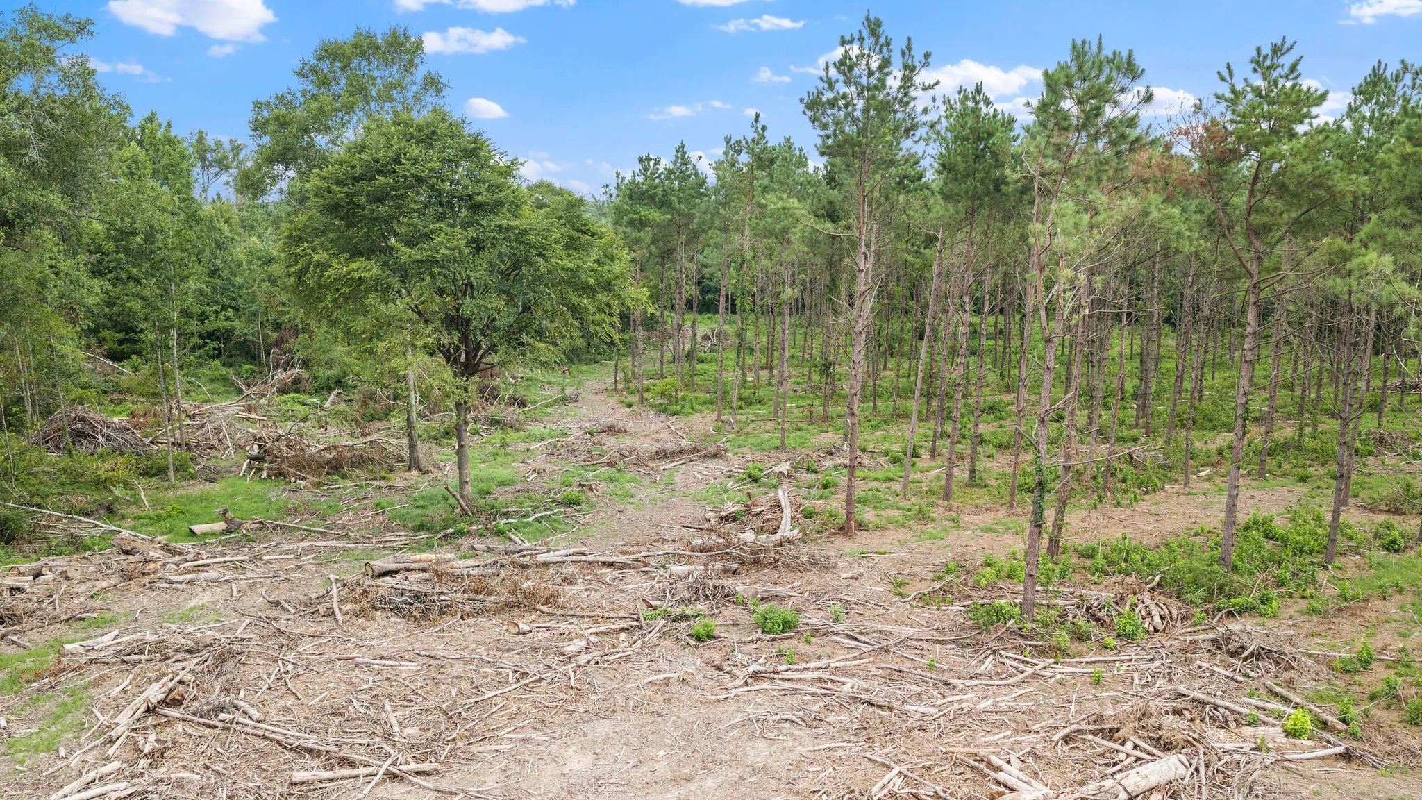 Improved Land For Sale in Shelby County , 1609 County Road 3224, Center, Texas 75935, 0, 0, Garage spaces, 0 Sqft, built in 1980, Price $350,000, mls#21334420, Real Estate Agent in Center, Homes For Sale in Shelby county, Homes For Sale in Center, Realtor in Center Texas, Real Estate Brokerage Independent Realty Texas, Luminita Cordes Realtor