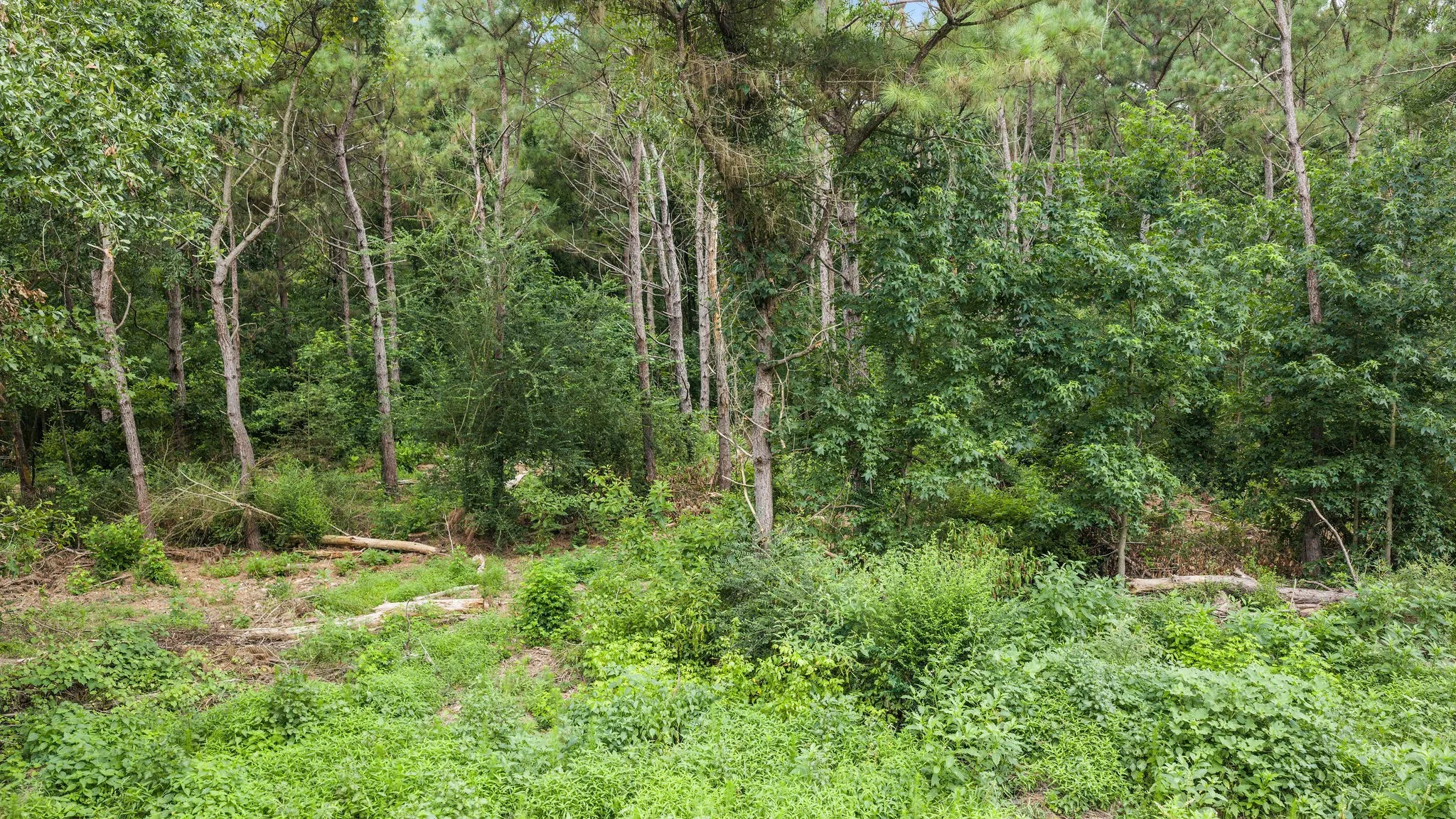 Improved Land For Sale in Shelby County , 1609 County Road 3224, Center, Texas 75935, 0, 0, Garage spaces, 0 Sqft, built in 1980, Price $350,000, mls#21334420, Real Estate Agent in Center, Homes For Sale in Shelby county, Homes For Sale in Center, Realtor in Center Texas, Real Estate Brokerage Independent Realty Texas, Luminita Cordes Realtor