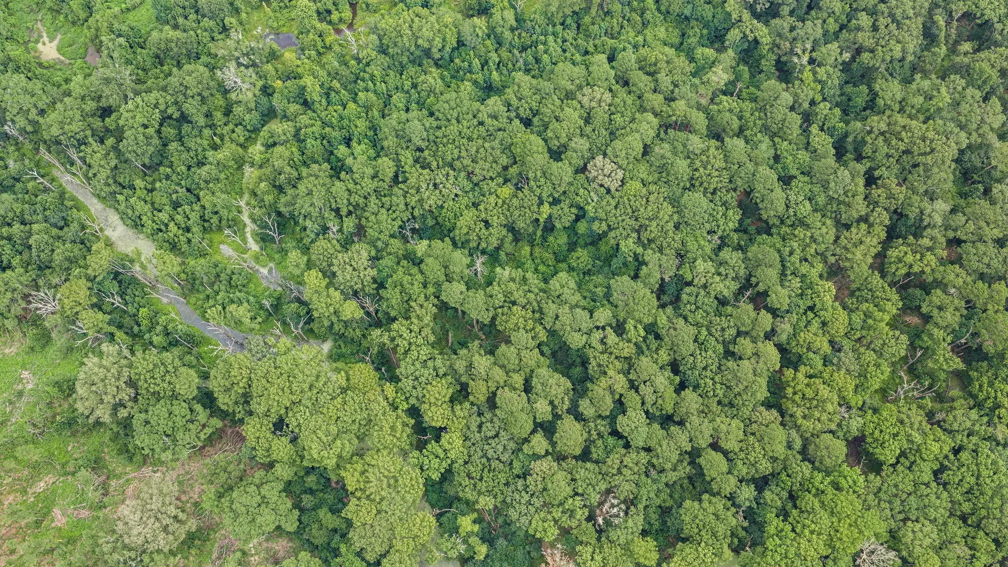 Improved Land For Sale in Shelby County , 1609 County Road 3224, Center, Texas 75935, 0, 0, Garage spaces, 0 Sqft, built in 1980, Price $350,000, mls#21334420, Real Estate Agent in Center, Homes For Sale in Shelby county, Homes For Sale in Center, Realtor in Center Texas, Real Estate Brokerage Independent Realty Texas, Luminita Cordes Realtor