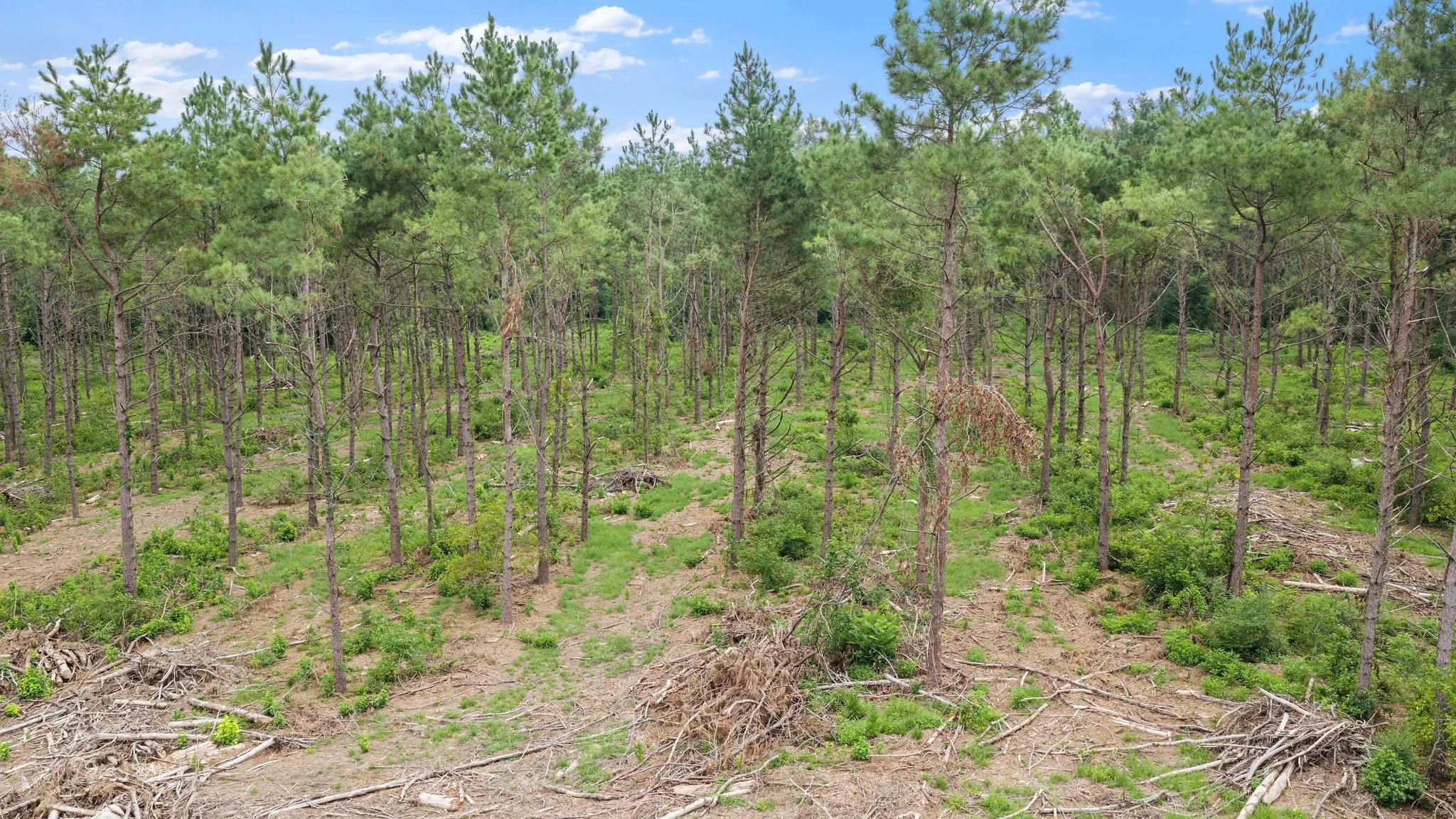 Improved Land For Sale in Shelby County , 1609 County Road 3224, Center, Texas 75935, 0, 0, Garage spaces, 0 Sqft, built in 1980, Price $350,000, mls#21334420, Real Estate Agent in Center, Homes For Sale in Shelby county, Homes For Sale in Center, Realtor in Center Texas, Real Estate Brokerage Independent Realty Texas, Luminita Cordes Realtor