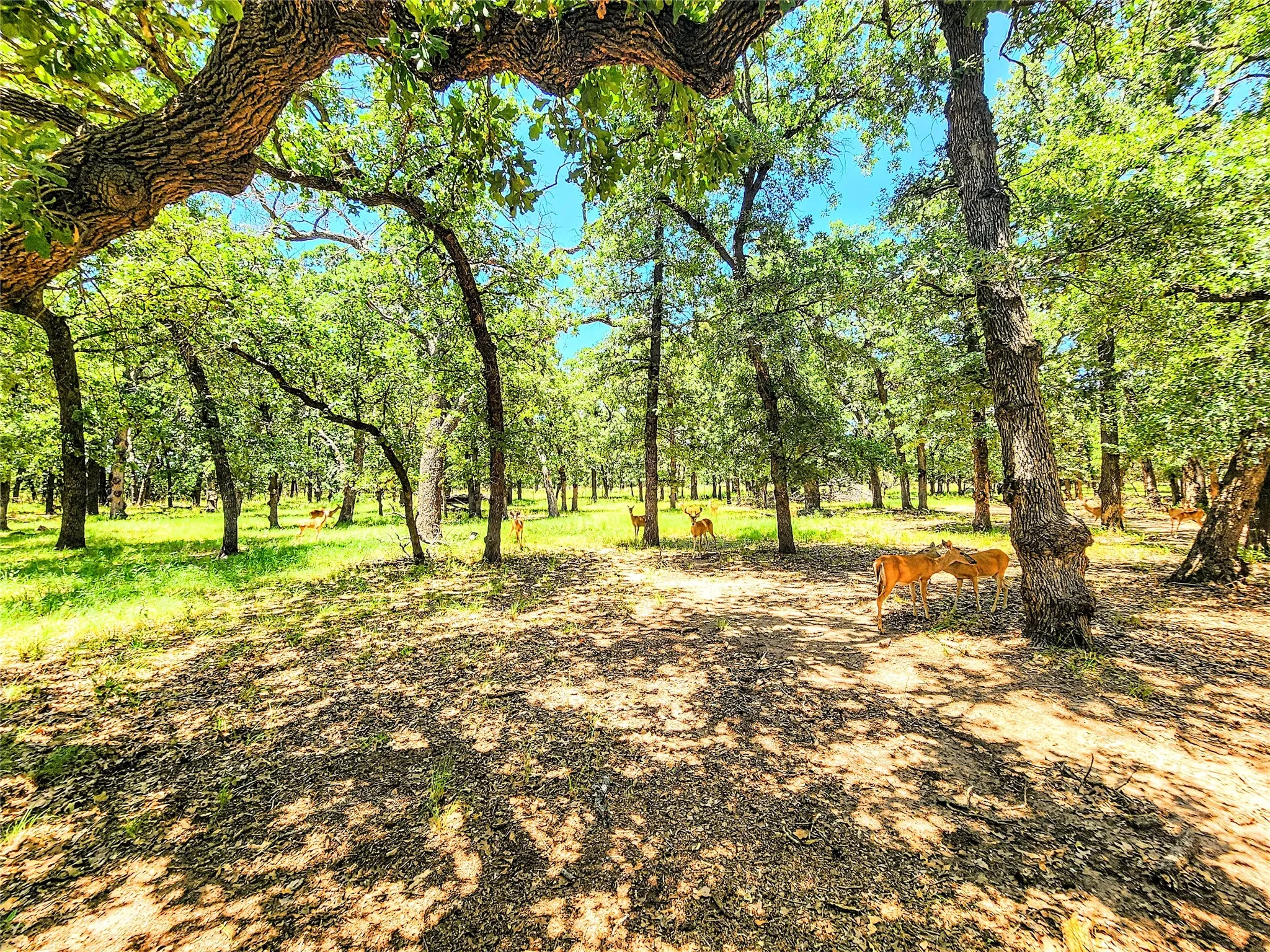 Single Family Residence For Sale in Taylor County , 286 CR 271, Abilene, Texas 79562, 3 Bedroom, 3 Bathroom, 8 Garage spaces, 2,560 Sqft, built in 1994, mls#21338774, Real Estate Agent in Abilene, Homes For Sale in Taylor county, Homes For Sale in Abilene, Realtor in Abilene Texas, Real Estate Brokerage Independent Realty Texas, Luminita Cordes Realtor