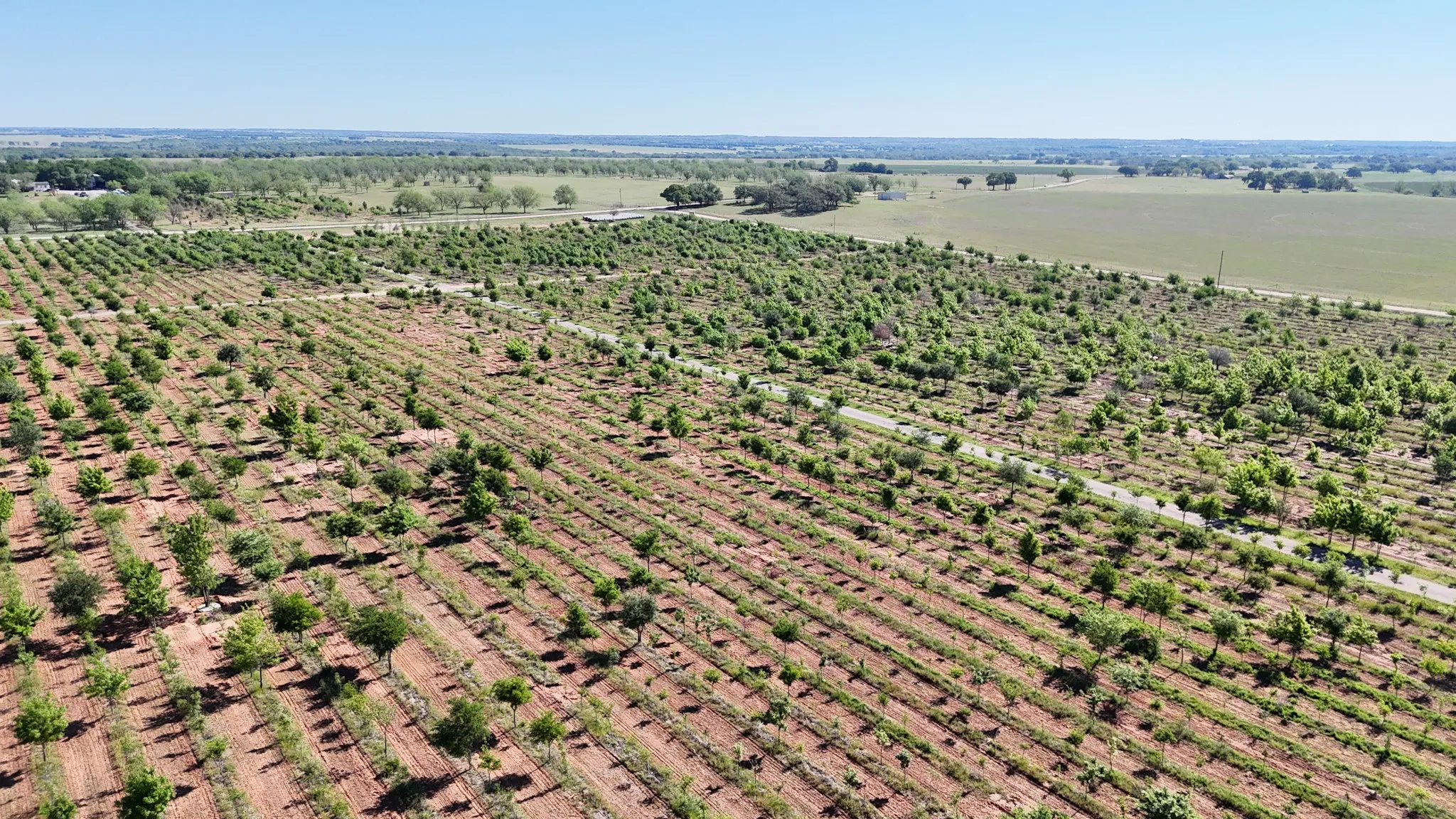 Expansive agricultural land featuring rows of cultivated trees and fields