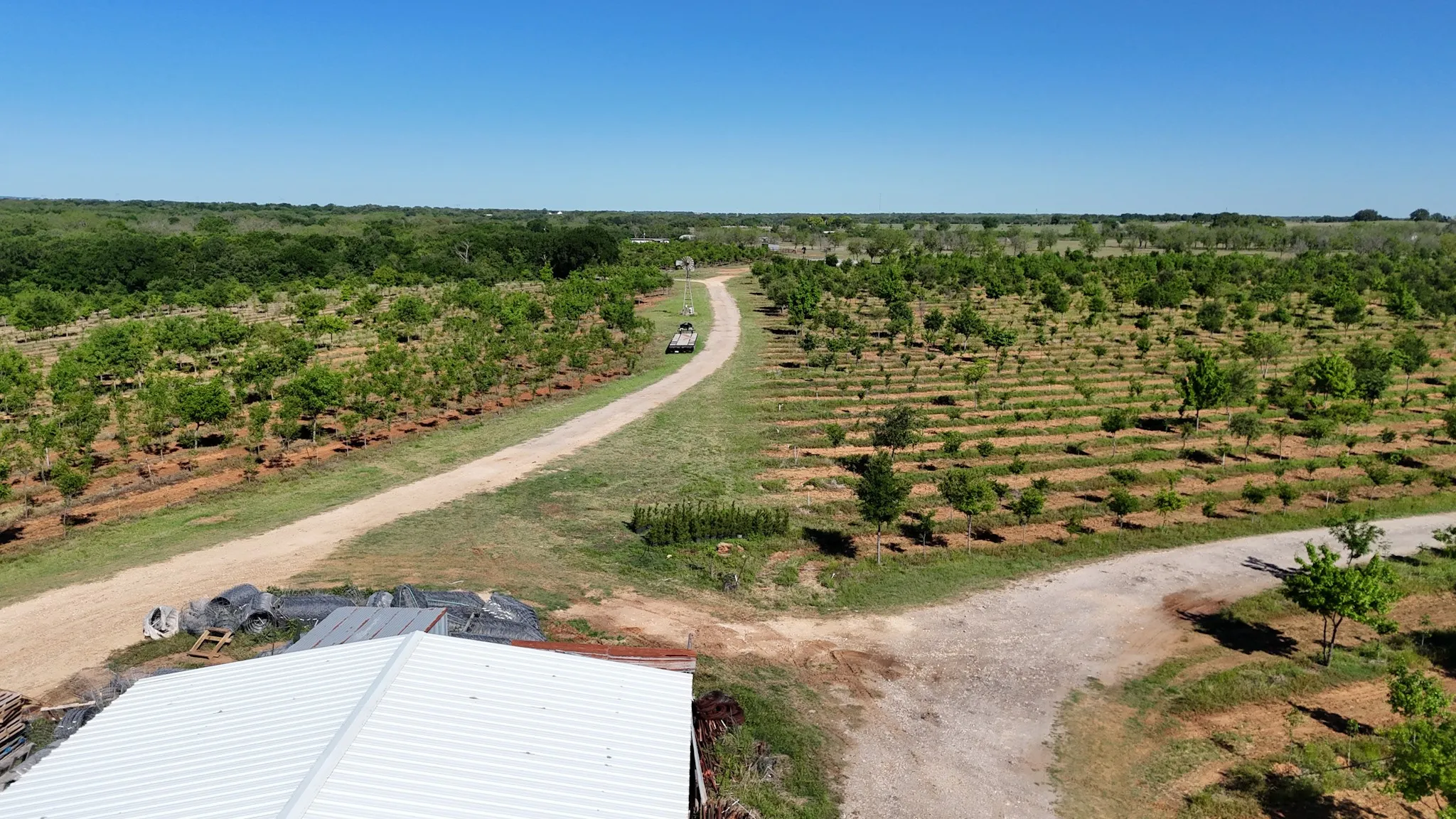 Expansive agricultural property featuring rows of cultivated trees and a dirt access road