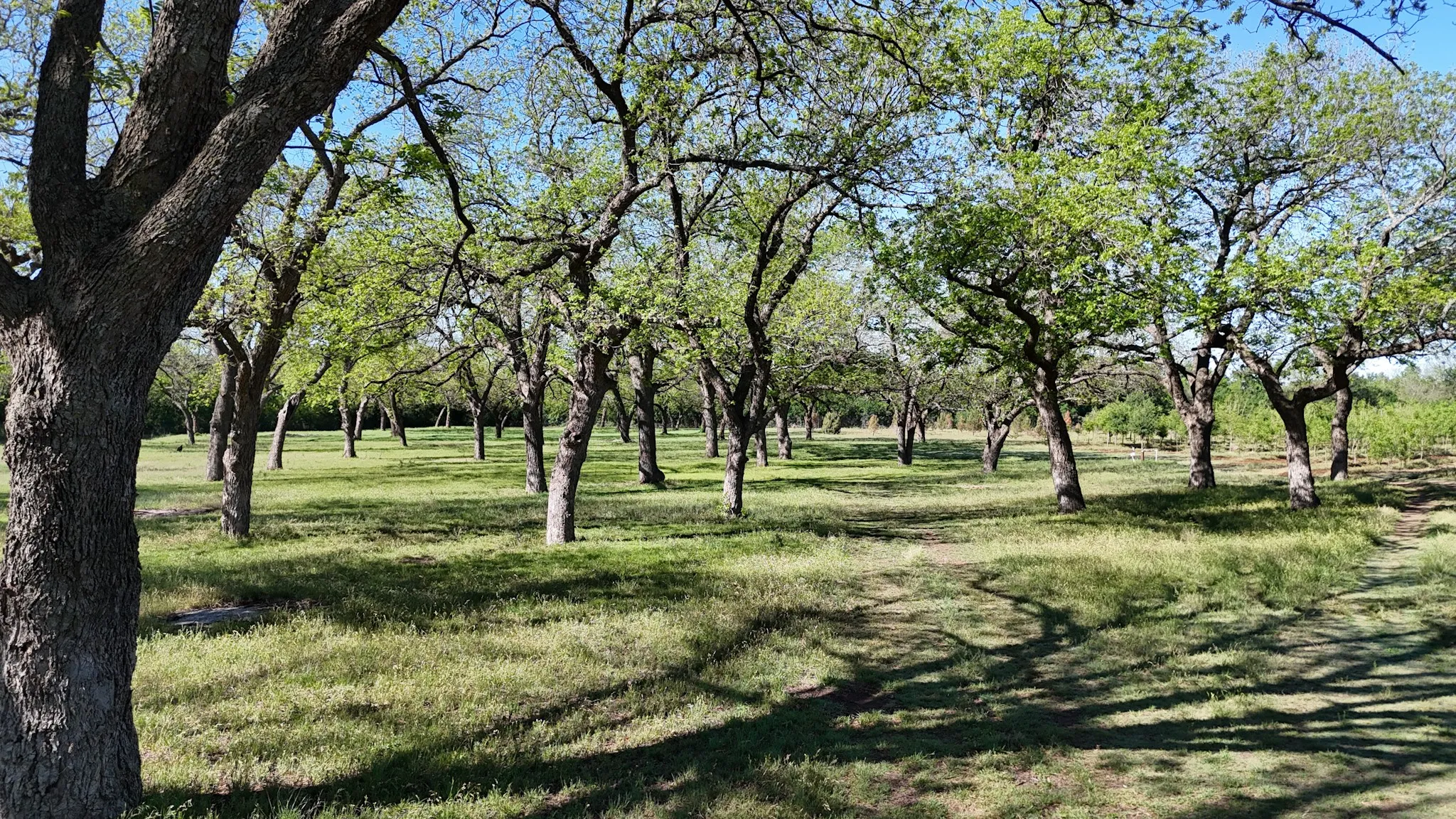 Farm For Sale in Comanche County , 401 County Road 326, Comanche, Texas 76442, 3 Bedroom, 2 Bathroom, Garage spaces, 2,553 Sqft, built in 1942, mls#21338777, Real Estate Agent in Comanche, Homes For Sale in Comanche county, Homes For Sale in Comanche, Realtor in Comanche Texas, Real Estate Brokerage Independent Realty Texas, Luminita Cordes Realtor