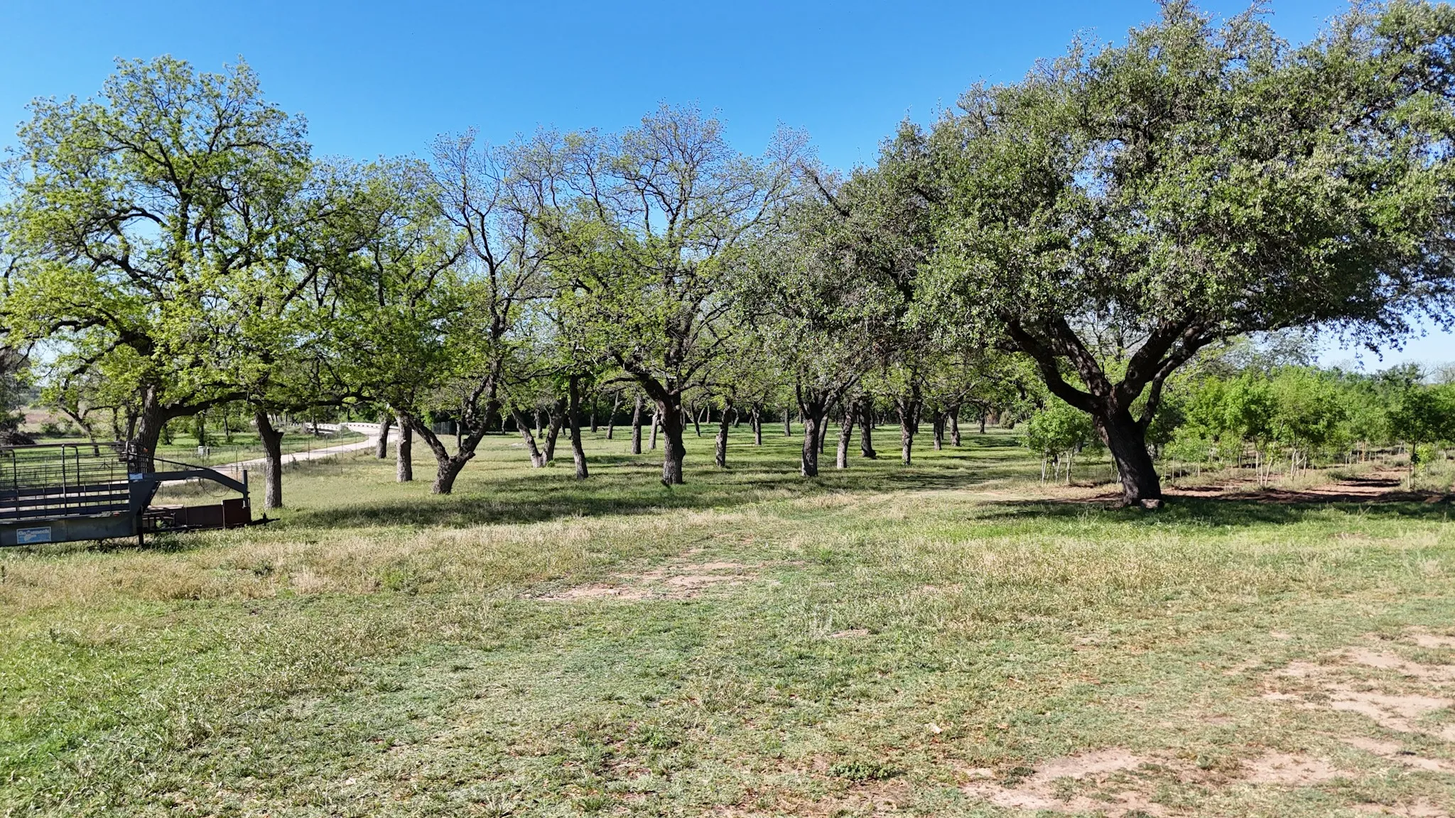 Expansive treed landscape featuring a variety of mature deciduous trees and a natural grass ground cover