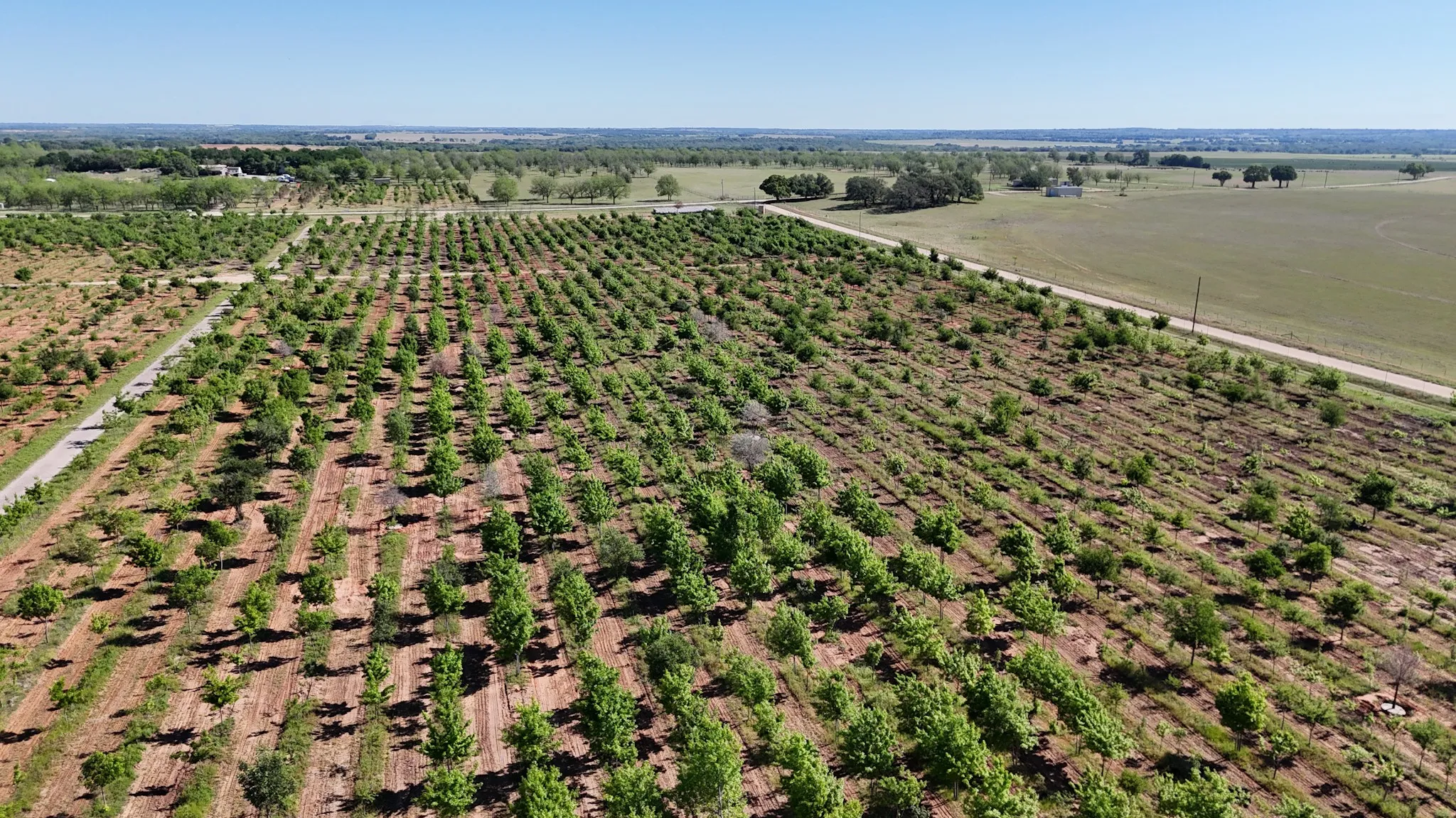 Expansive agricultural property featuring rows of green trees
