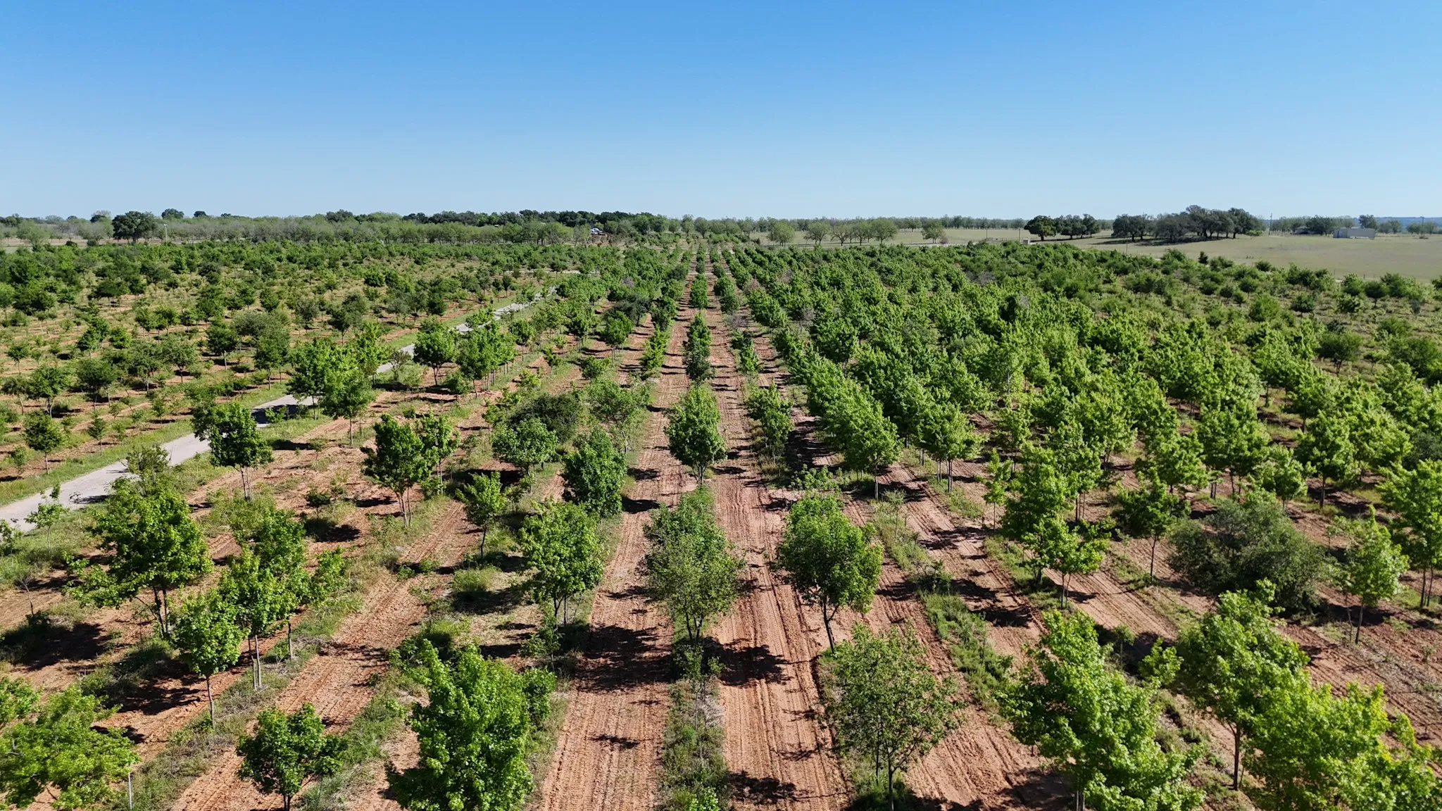 Expansive agricultural land featuring rows of cultivated trees and clear skies