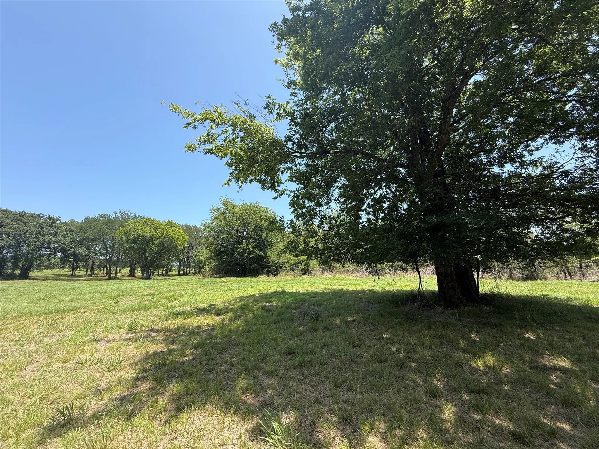 Beautiful mature oak tree shading the open grassy building site on Lot 118.