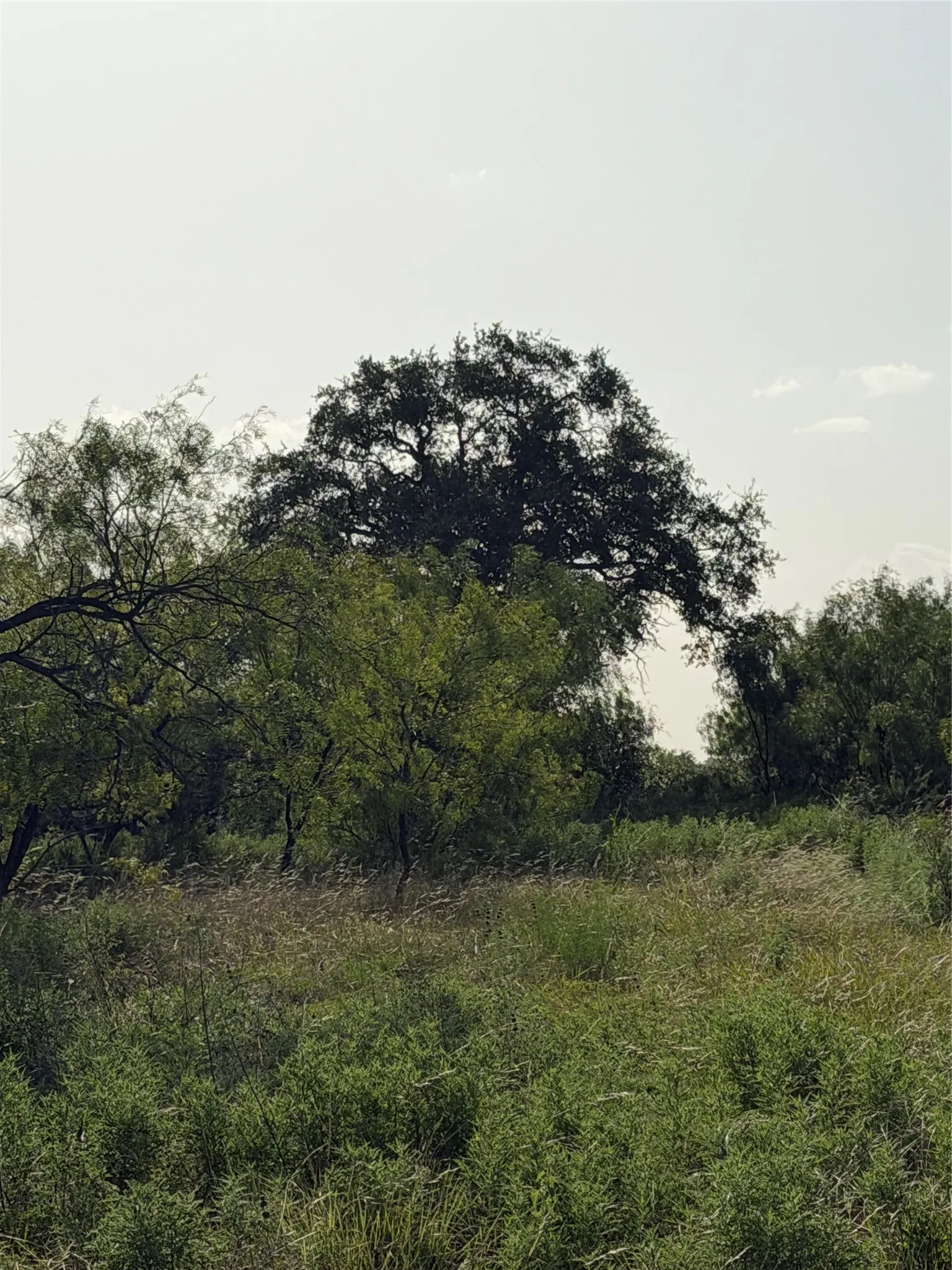 Unimproved Land For Sale in Comanche County , TBD Comanche Hills Dr, Comanche, Texas 76442, 0, 0, Garage spaces, 0 Sqft, built in 0, Price $115,115, mls#21336385, Real Estate Agent in Comanche, Homes For Sale in Comanche county, Homes For Sale in Comanche, Realtor in Comanche Texas, Real Estate Brokerage Independent Realty Texas, Luminita Cordes Realtor