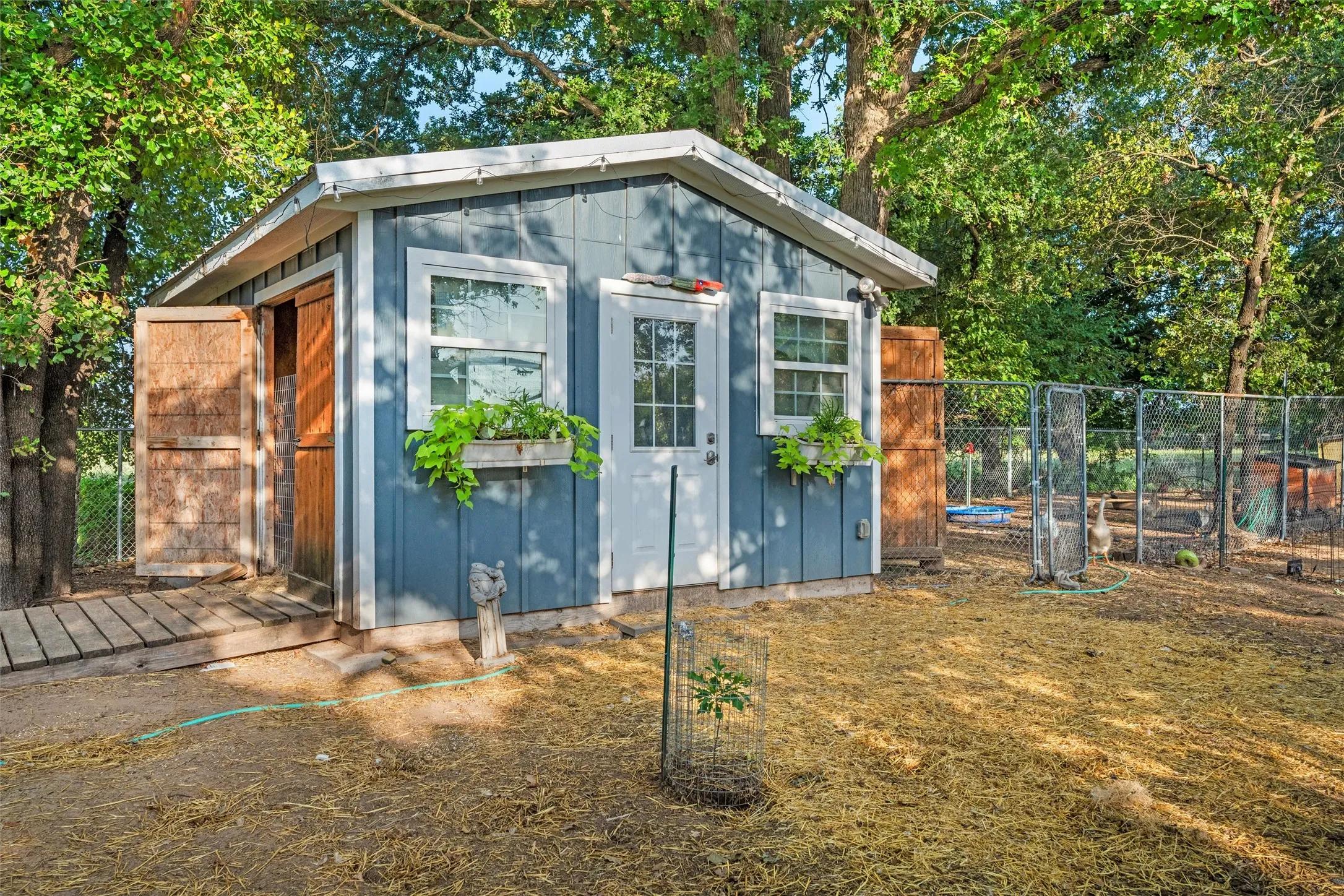 Chicken house or shed with blue siding, white trim, two windows with planter boxes, and a white entry door