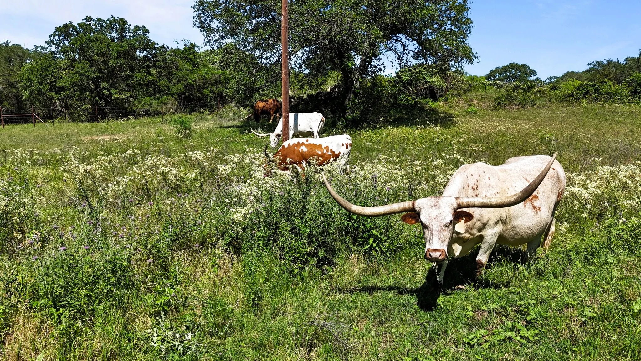 Farm For Sale in Wise County , 156 Private Road 3626, Springtown, Texas 76082, 3 Bedroom, 2 Bathroom, Garage spaces, 2,212 Sqft, built in 2002, mls#21338239, Real Estate Agent in Springtown, Homes For Sale in Wise county, Homes For Sale in Springtown, Realtor in Springtown Texas, Real Estate Brokerage Independent Realty Texas, Luminita Cordes Realtor