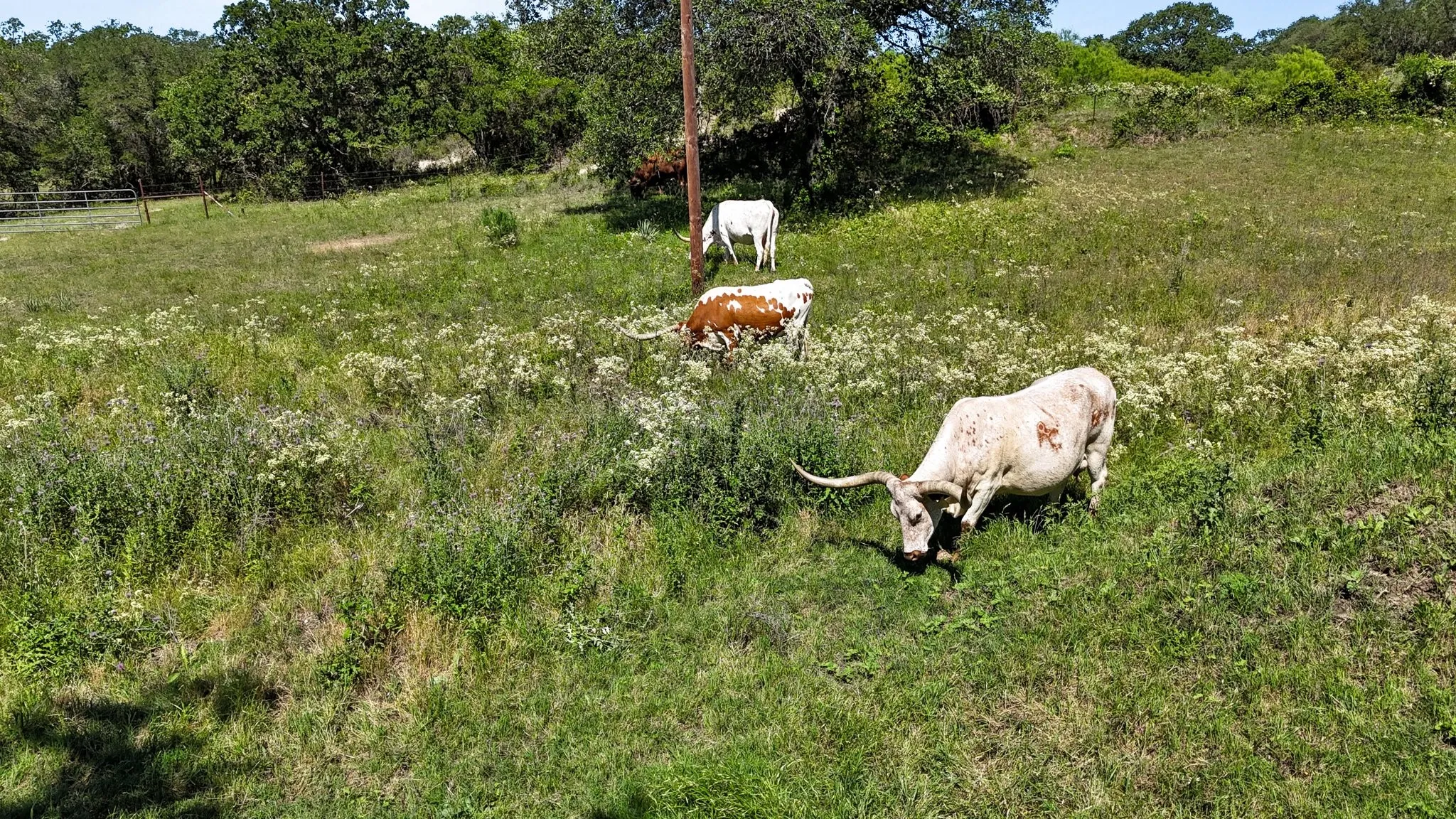 Farm For Sale in Wise County , 156 Private Road 3626, Springtown, Texas 76082, 3 Bedroom, 2 Bathroom, Garage spaces, 2,212 Sqft, built in 2002, mls#21338239, Real Estate Agent in Springtown, Homes For Sale in Wise county, Homes For Sale in Springtown, Realtor in Springtown Texas, Real Estate Brokerage Independent Realty Texas, Luminita Cordes Realtor