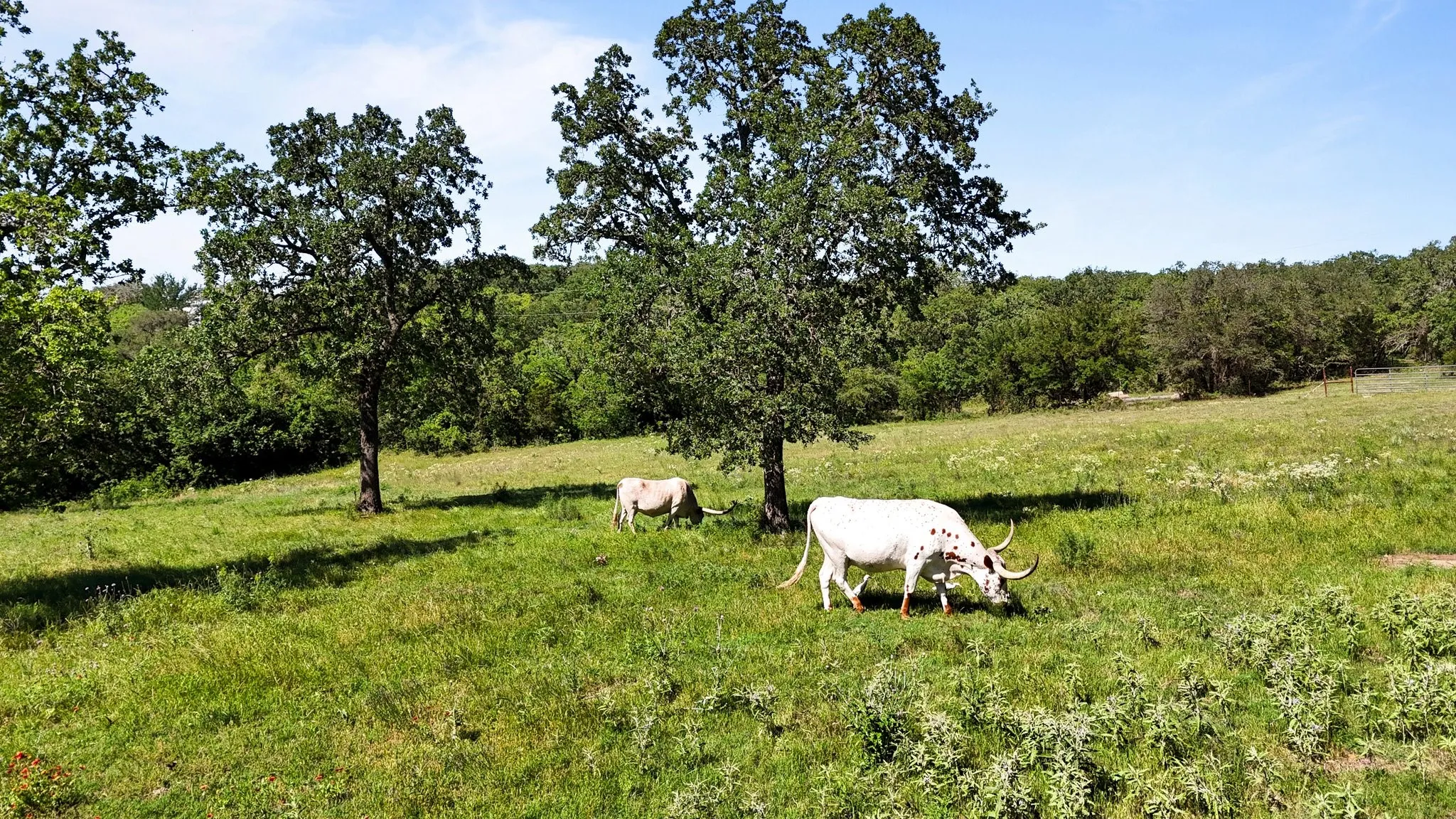 Farm For Sale in Wise County , 156 Private Road 3626, Springtown, Texas 76082, 3 Bedroom, 2 Bathroom, Garage spaces, 2,212 Sqft, built in 2002, mls#21338239, Real Estate Agent in Springtown, Homes For Sale in Wise county, Homes For Sale in Springtown, Realtor in Springtown Texas, Real Estate Brokerage Independent Realty Texas, Luminita Cordes Realtor