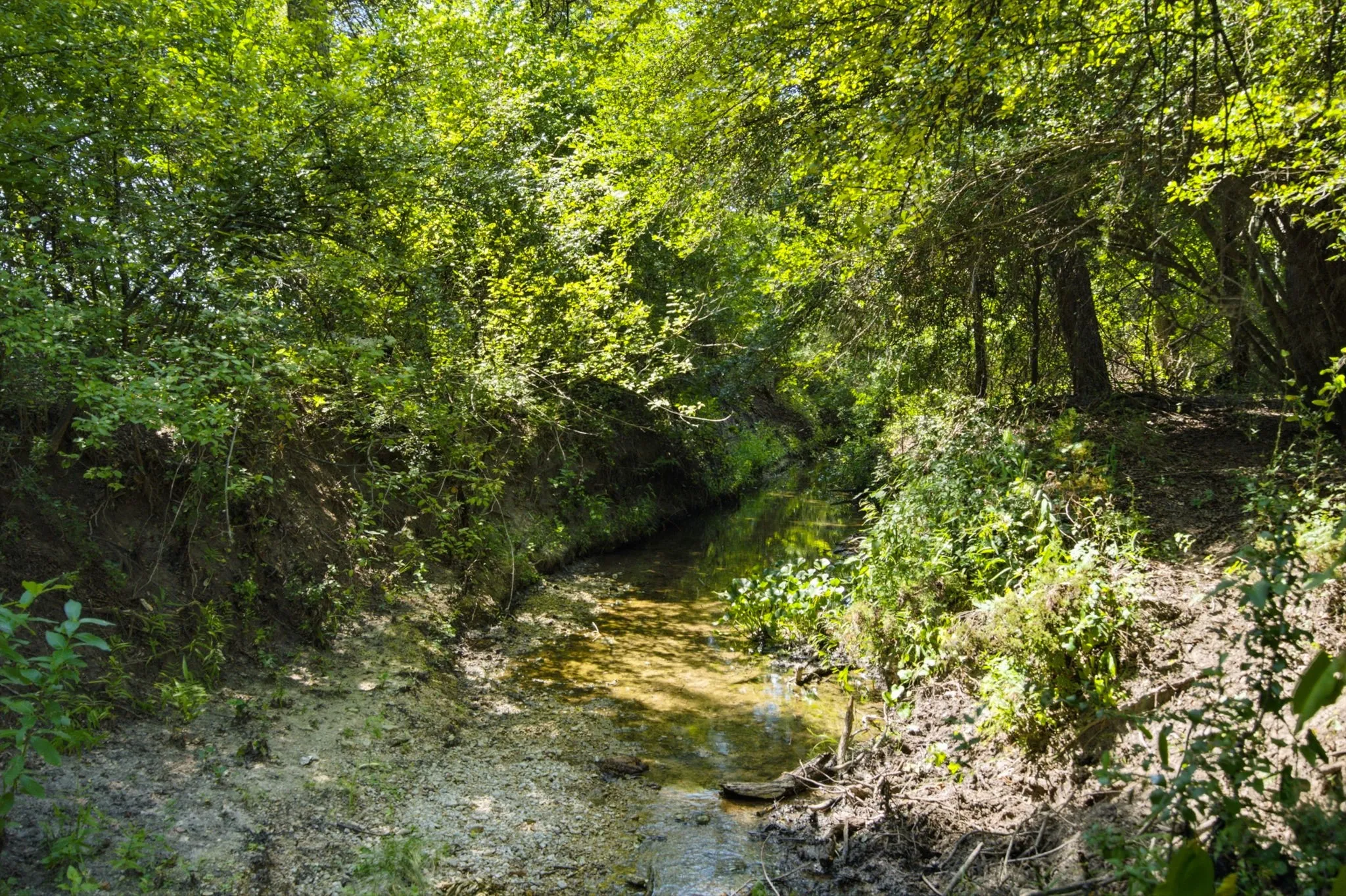 Unimproved Land For Sale in Bosque County , TBD Fm 216 89, Iredell, Texas 76649, 0, 0, Garage spaces, 0 Sqft, built in 0, mls#21339126, Real Estate Agent in Iredell, Homes For Sale in Bosque county, Homes For Sale in Iredell, Realtor in Iredell Texas, Real Estate Brokerage Independent Realty Texas, Luminita Cordes Realtor