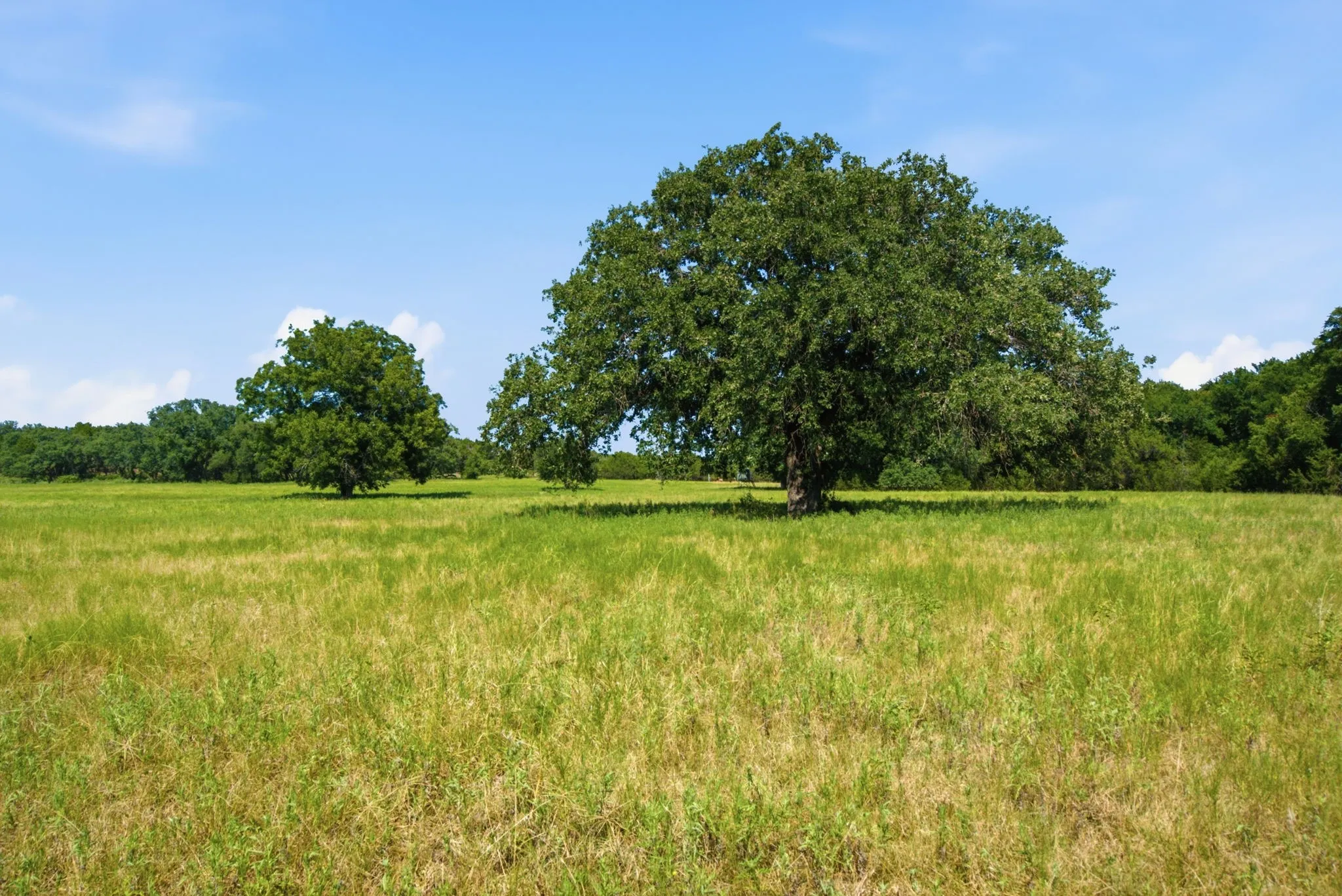 Unimproved Land For Sale in Bosque County , TBD Fm 216 89, Iredell, Texas 76649, 0, 0, Garage spaces, 0 Sqft, built in 0, mls#21339126, Real Estate Agent in Iredell, Homes For Sale in Bosque county, Homes For Sale in Iredell, Realtor in Iredell Texas, Real Estate Brokerage Independent Realty Texas, Luminita Cordes Realtor
