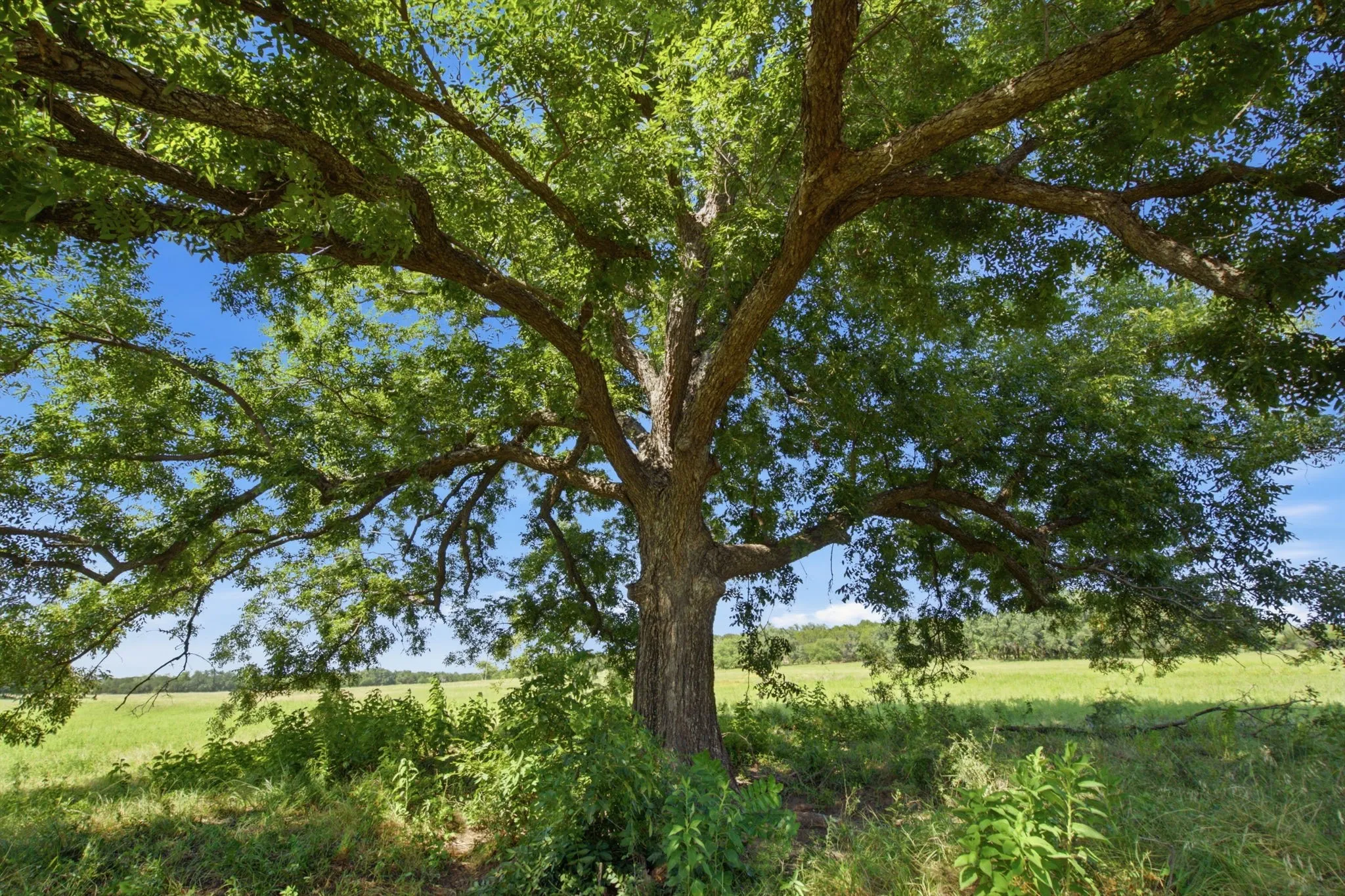 Unimproved Land For Sale in Bosque County , TBD Fm 216 89, Iredell, Texas 76649, 0, 0, Garage spaces, 0 Sqft, built in 0, mls#21339126, Real Estate Agent in Iredell, Homes For Sale in Bosque county, Homes For Sale in Iredell, Realtor in Iredell Texas, Real Estate Brokerage Independent Realty Texas, Luminita Cordes Realtor