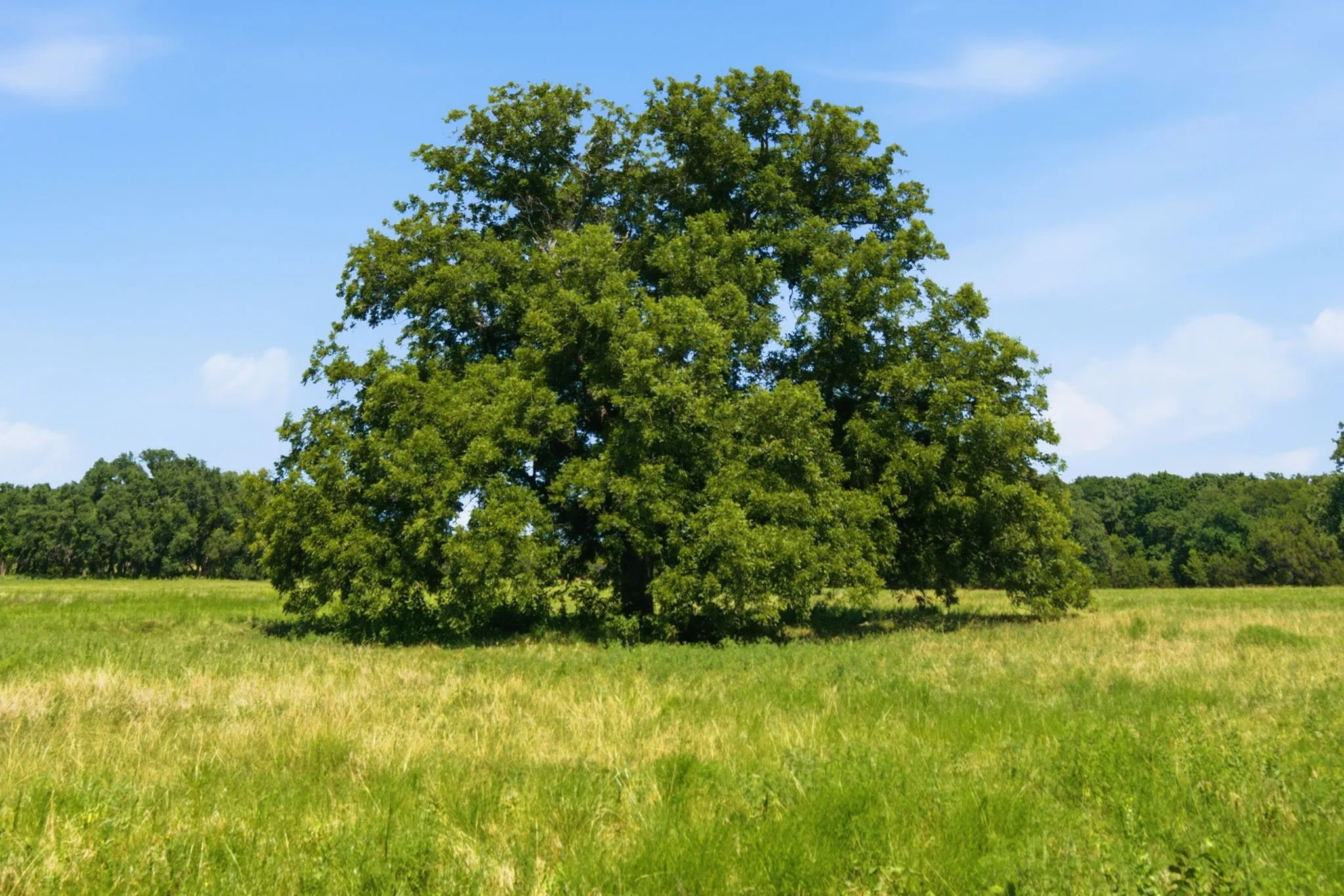 Unimproved Land For Sale in Bosque County , TBD Fm 216 89, Iredell, Texas 76649, 0, 0, Garage spaces, 0 Sqft, built in 0, mls#21339126, Real Estate Agent in Iredell, Homes For Sale in Bosque county, Homes For Sale in Iredell, Realtor in Iredell Texas, Real Estate Brokerage Independent Realty Texas, Luminita Cordes Realtor