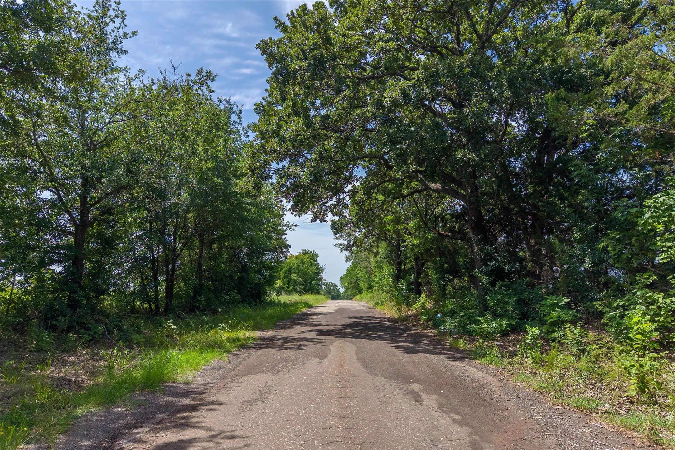 CR 2610 lined with mature trees