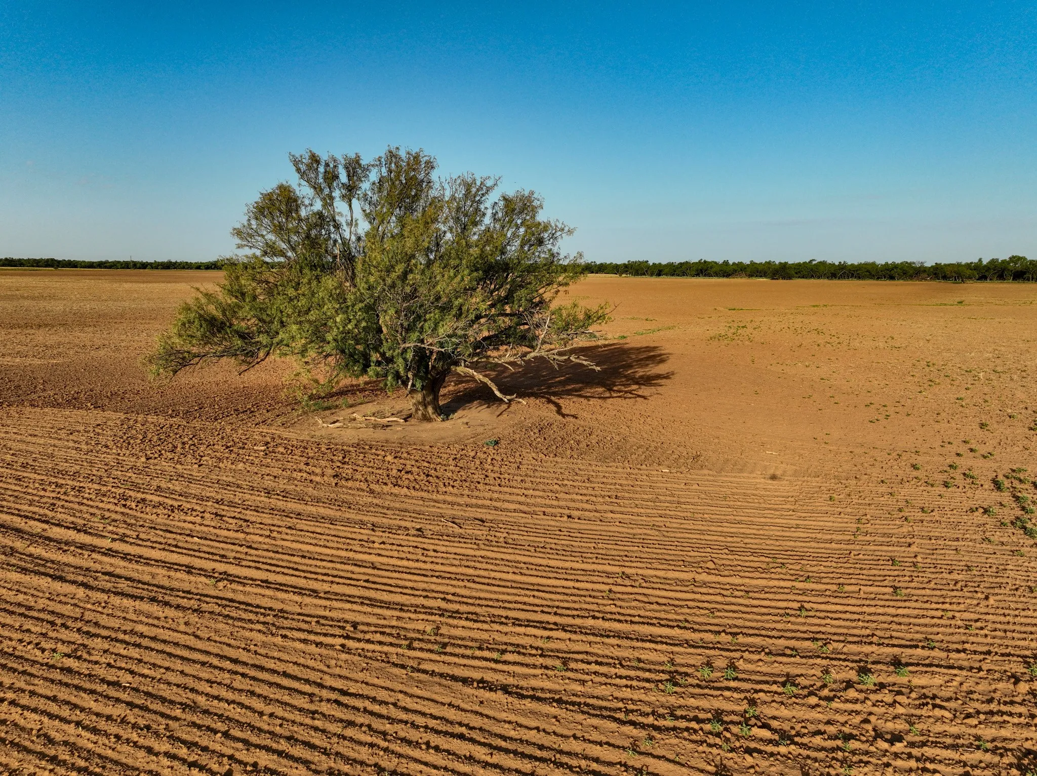 Unimproved Land For Sale in Knox County , 80 4220 County Road, Knox City, Texas 79529, 0, 0, Garage spaces, 0 Sqft, built in 0, Price $156,000, mls#21339434, Real Estate Agent in Knox City, Homes For Sale in Knox county, Homes For Sale in Knox City, Realtor in Knox City Texas, Real Estate Brokerage Independent Realty Texas, Luminita Cordes Realtor