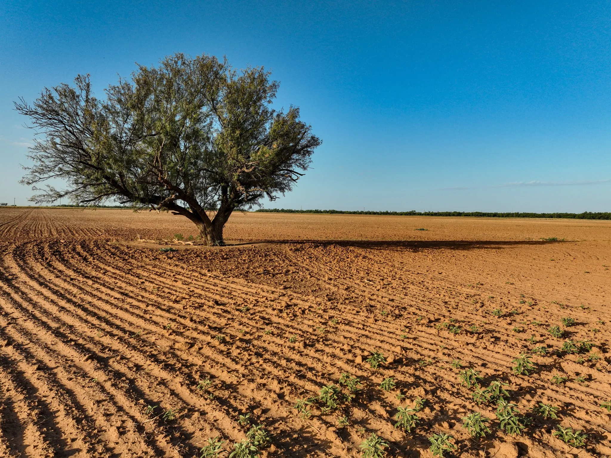 Unimproved Land For Sale in Knox County , 80 4220 County Road, Knox City, Texas 79529, 0, 0, Garage spaces, 0 Sqft, built in 0, Price $156,000, mls#21339434, Real Estate Agent in Knox City, Homes For Sale in Knox county, Homes For Sale in Knox City, Realtor in Knox City Texas, Real Estate Brokerage Independent Realty Texas, Luminita Cordes Realtor