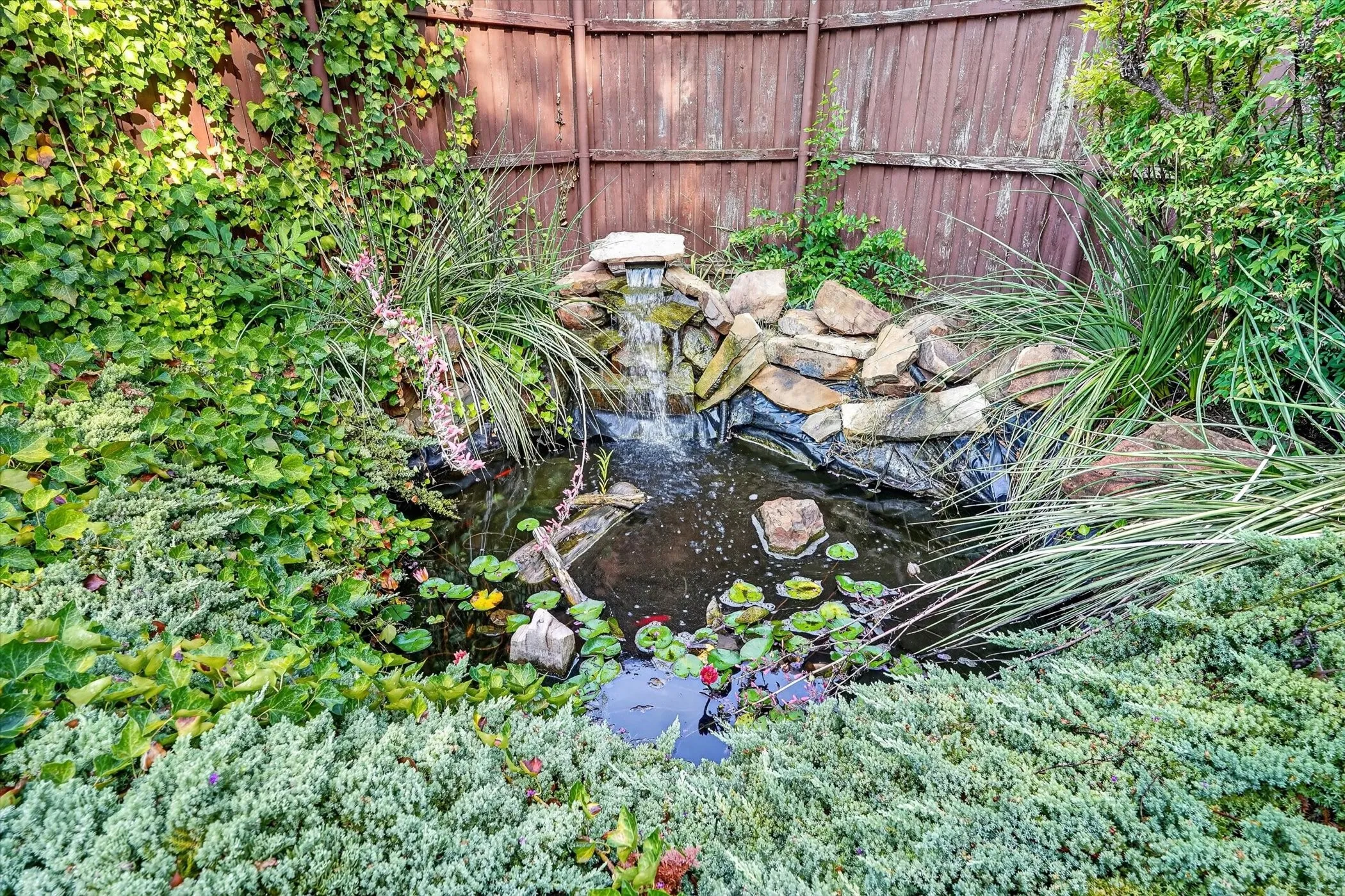 Pond with $5,000 worth of Koi