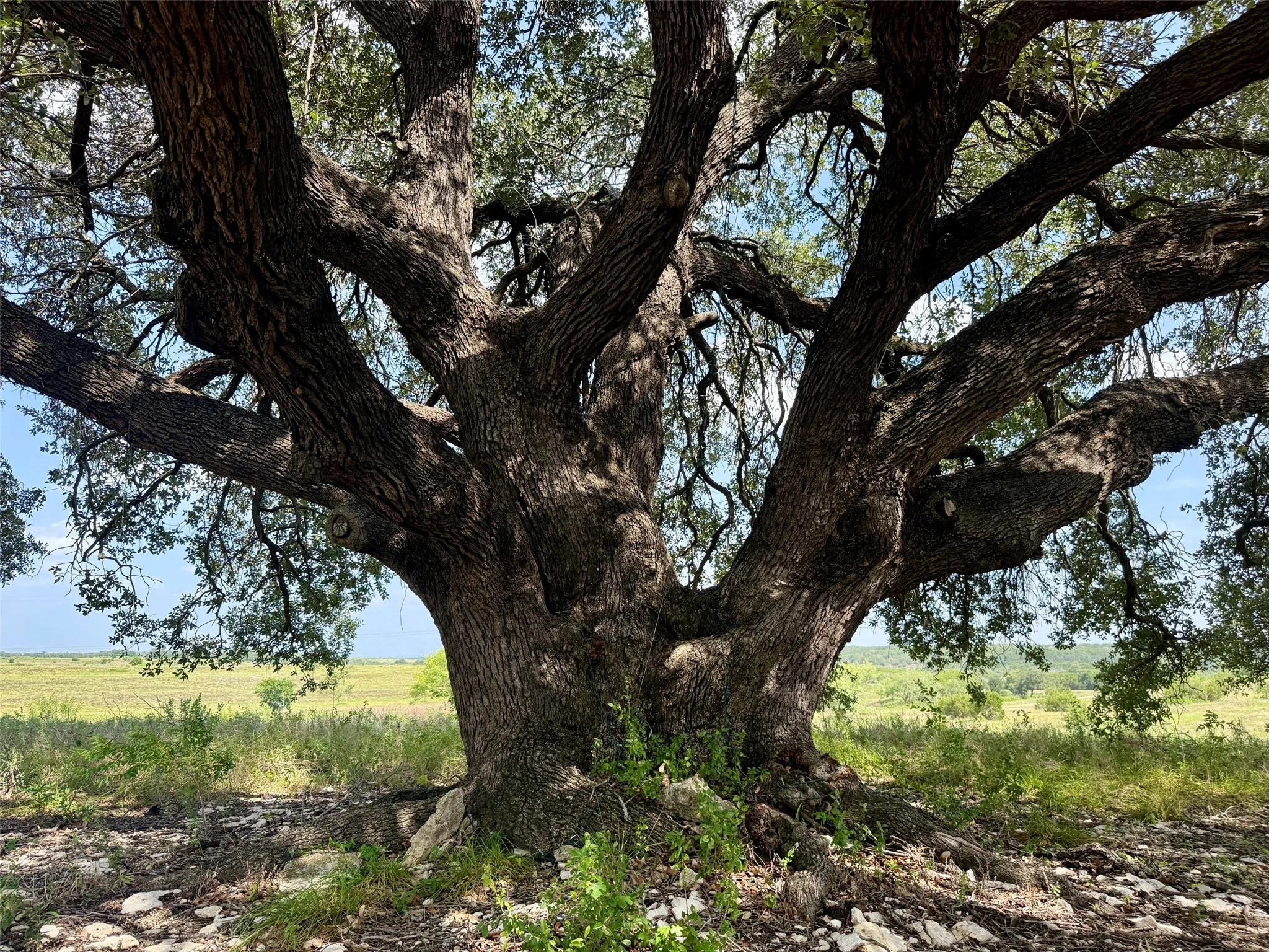 Unimproved Land For Sale in Hamilton County , 13AC TBD PR FM 2905, Hamilton, Texas 76531, 0, 0, Garage spaces, 0 Sqft, built in 0, Price $110,500, mls#21339040, Real Estate Agent in Hamilton, Homes For Sale in Hamilton county, Homes For Sale in Hamilton, Realtor in Hamilton Texas, Real Estate Brokerage Independent Realty Texas, Luminita Cordes Realtor